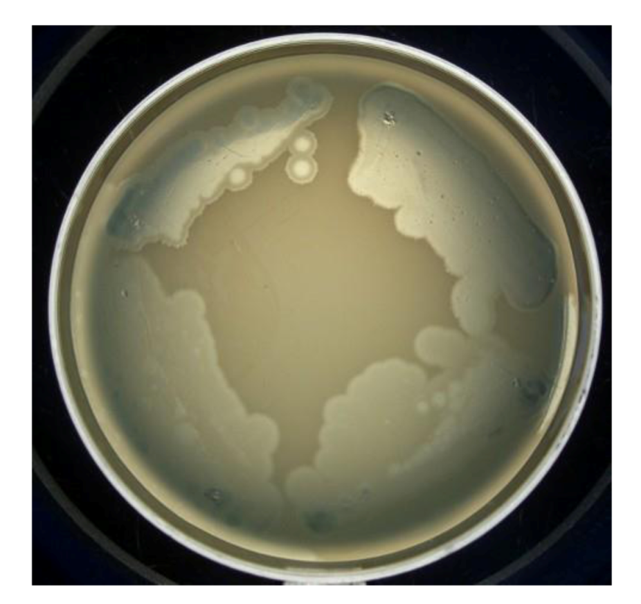 Viruses 05 00015 g009 1024