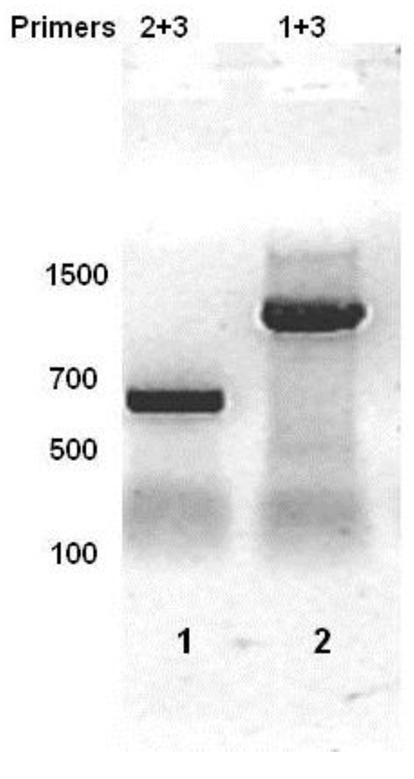 Viruses 05 00111 g003 1024