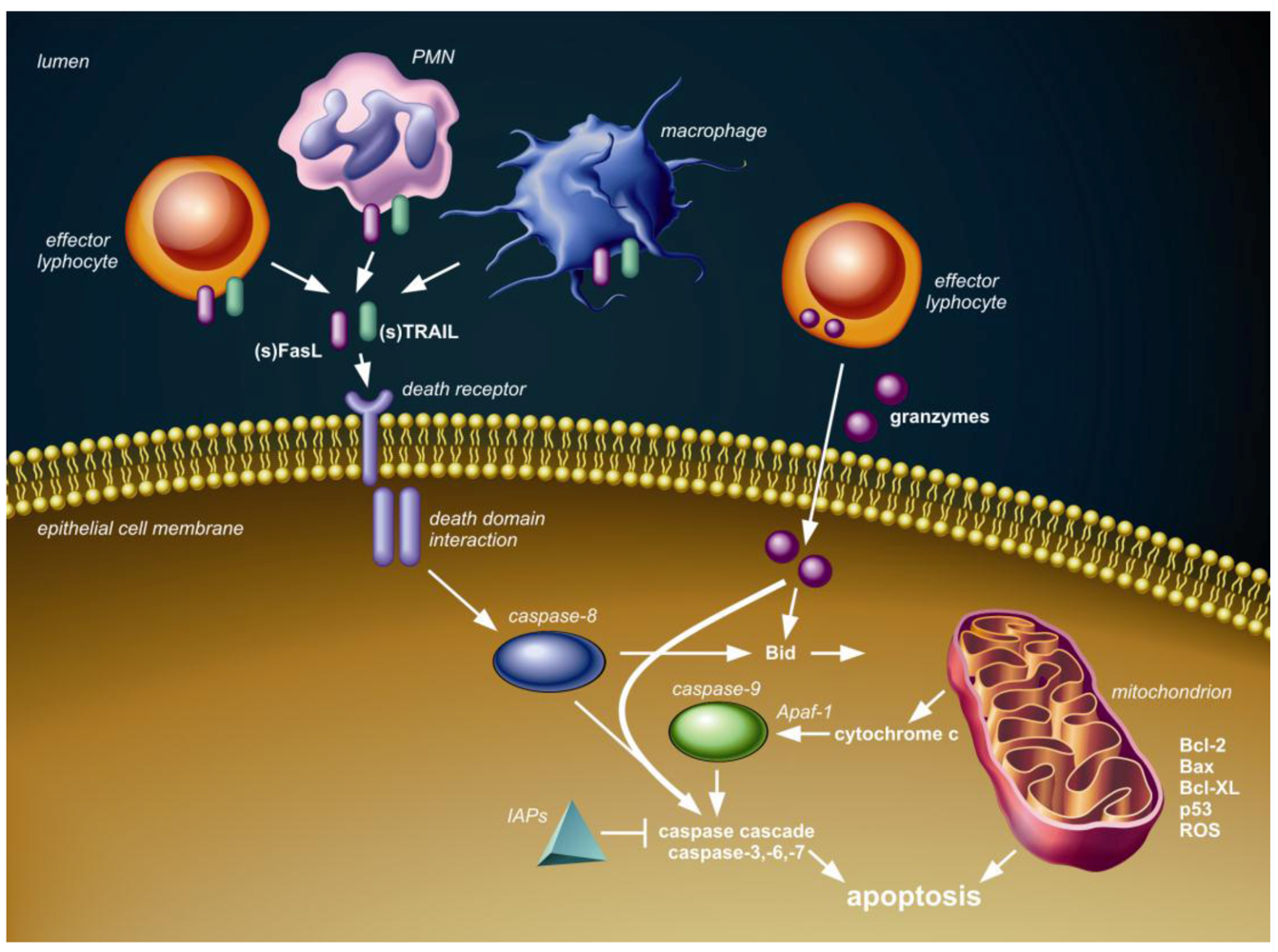 Viruses | Free Full-Text | Apoptosis in Pneumovirus Infection Viruses | Free Full-Text | Apoptosis in Pneumovirus Infection