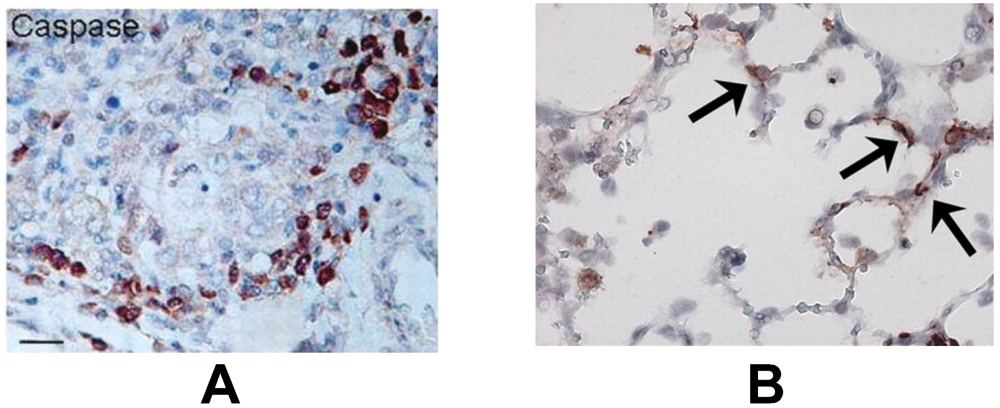 Viruses 05 00406 g002