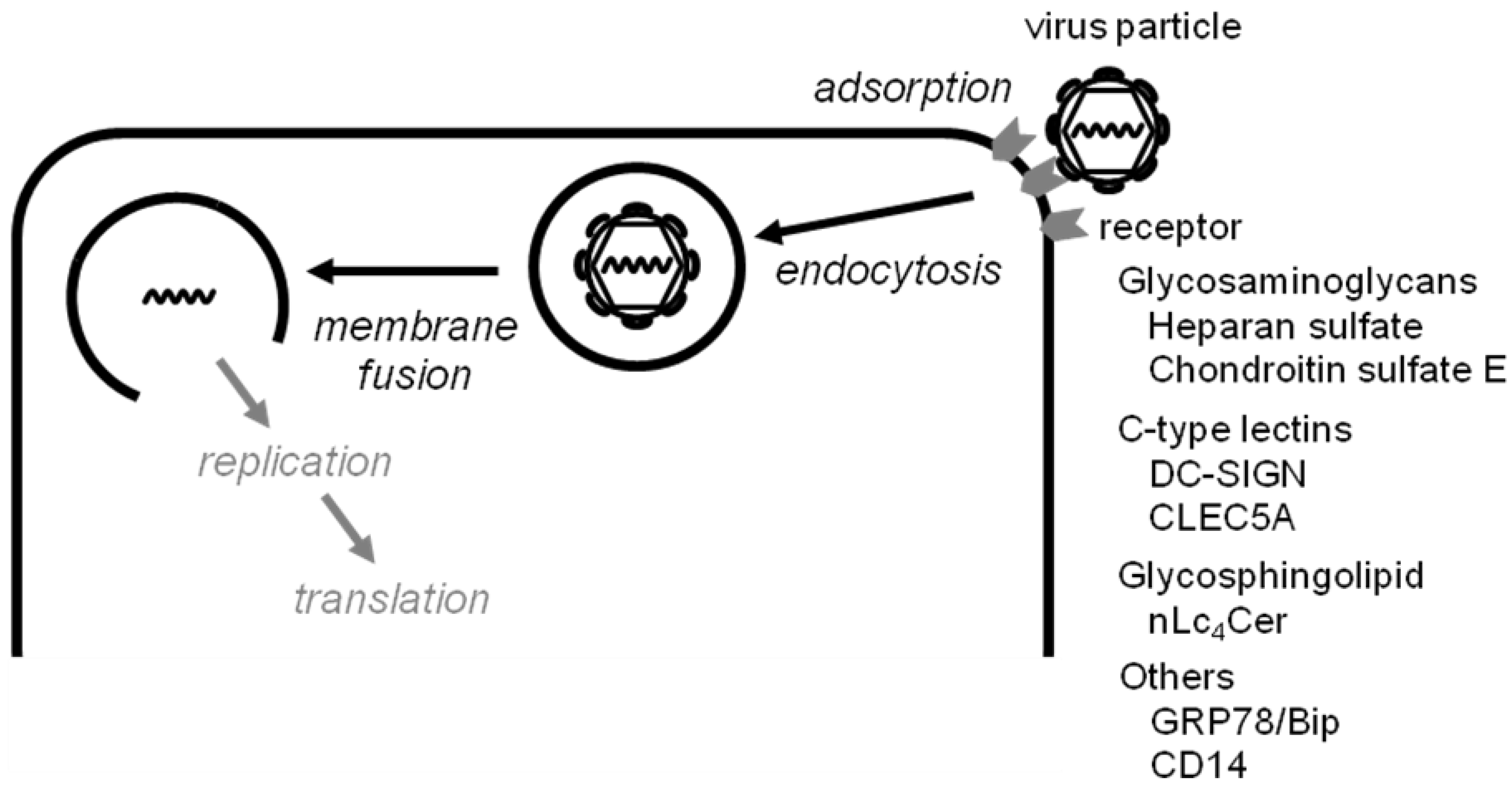 Viruses 05 00605 g001
