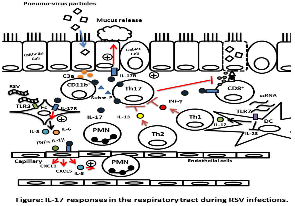 Viruses Free Full Text Th17 Lymphocytes In Respiratory Syncytial Virus Infection Html