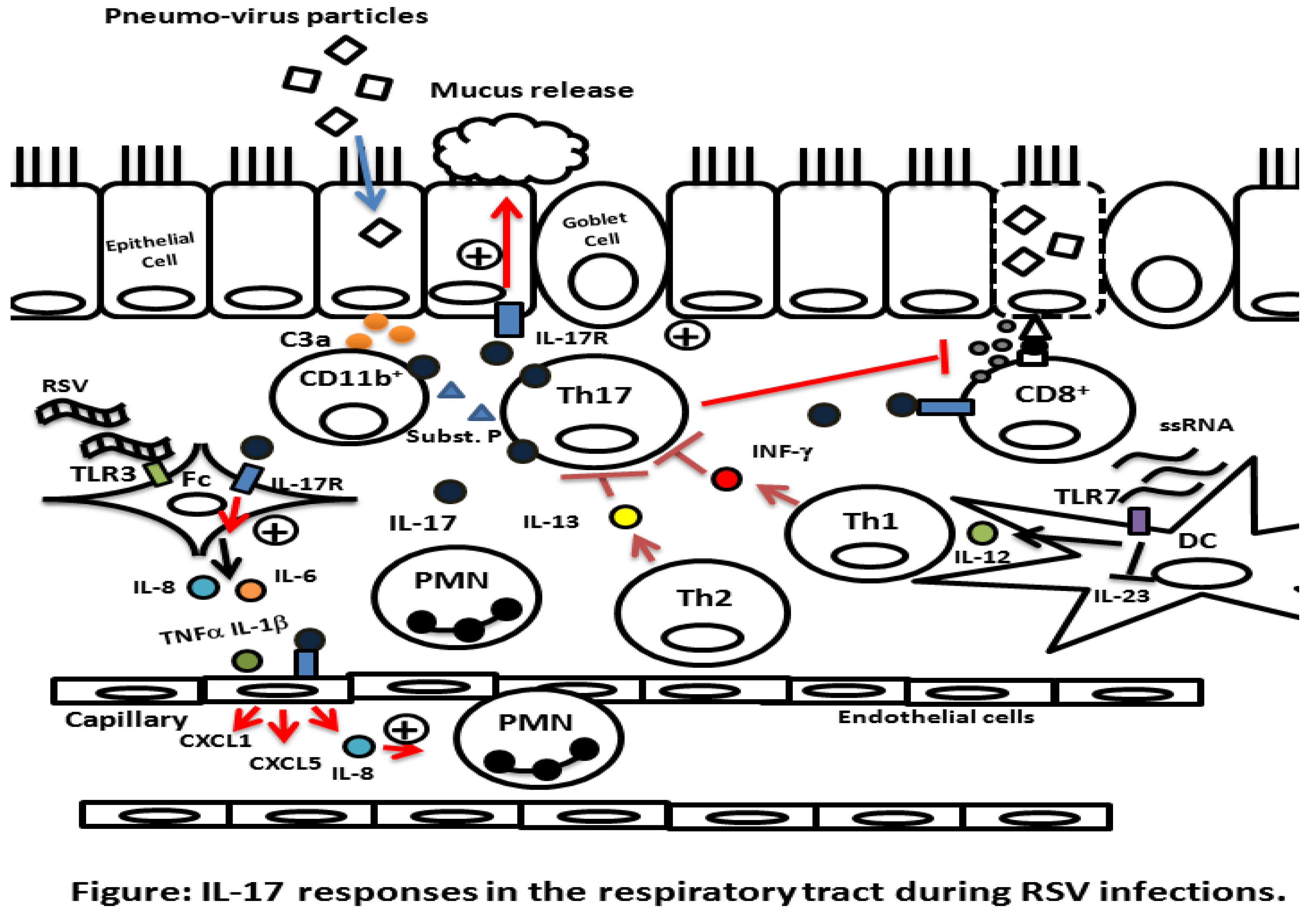 Viruses 05 00777 g001
