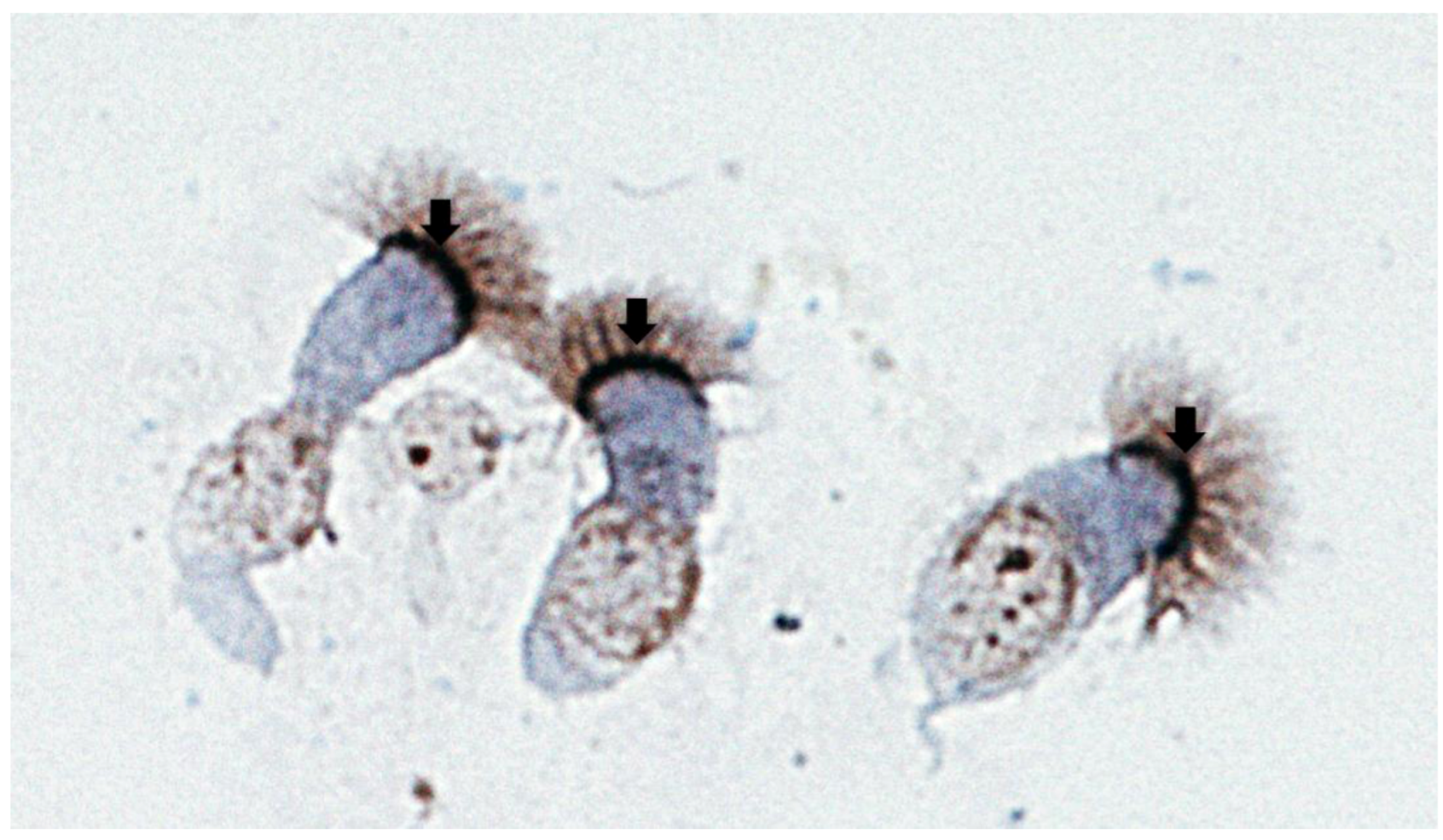 Viruses 05 00873 g002