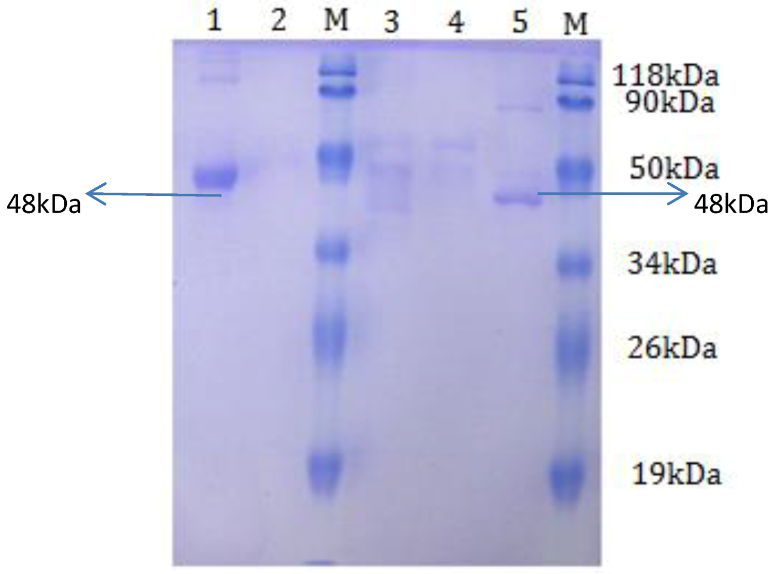 Viruses 05 01114 g004 1024
