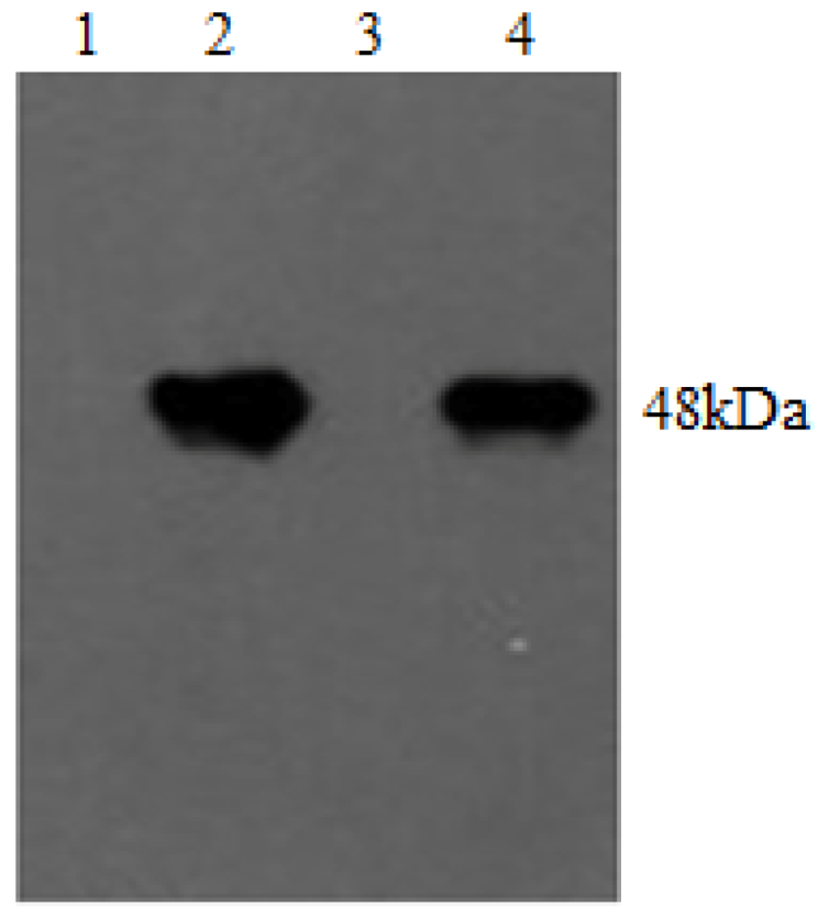 Viruses 05 01114 g007 1024