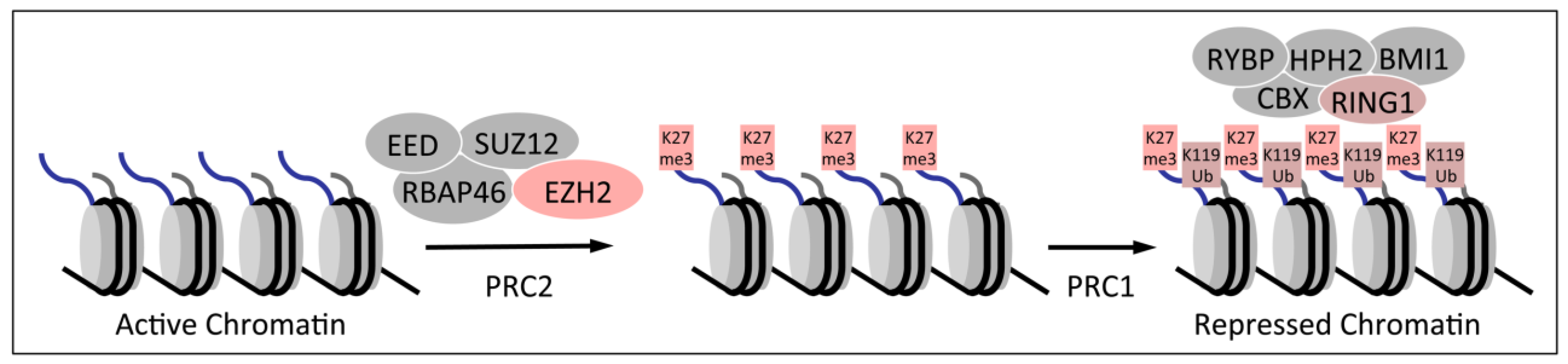 Viruses 05 01231 g002