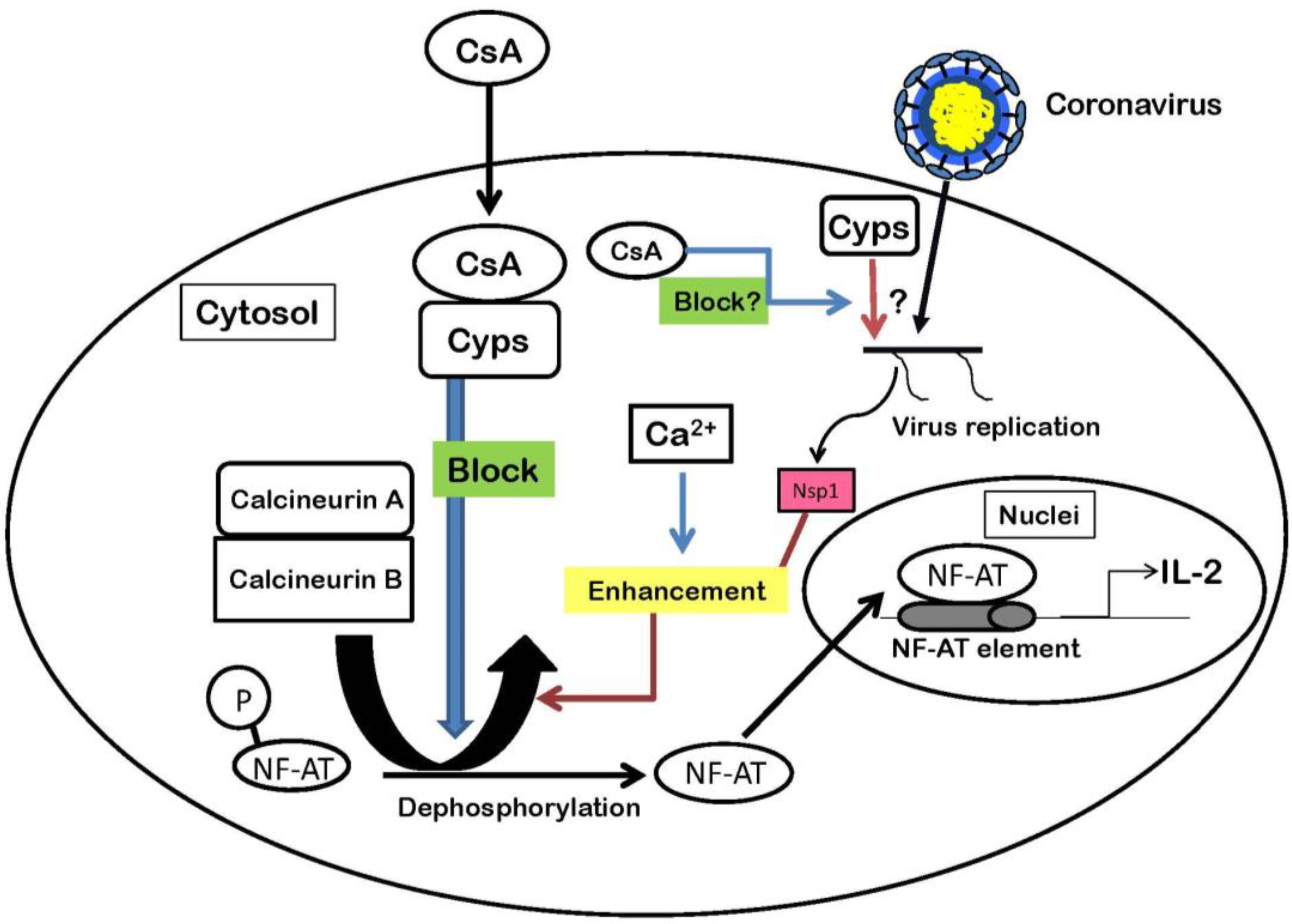 Домашний лечение коронавирус. Жизненный цикл коронавируса. Цикл репликации коронавируса. Этапы жизненного цикла коронавируса. Коронавирус схемы репликации.