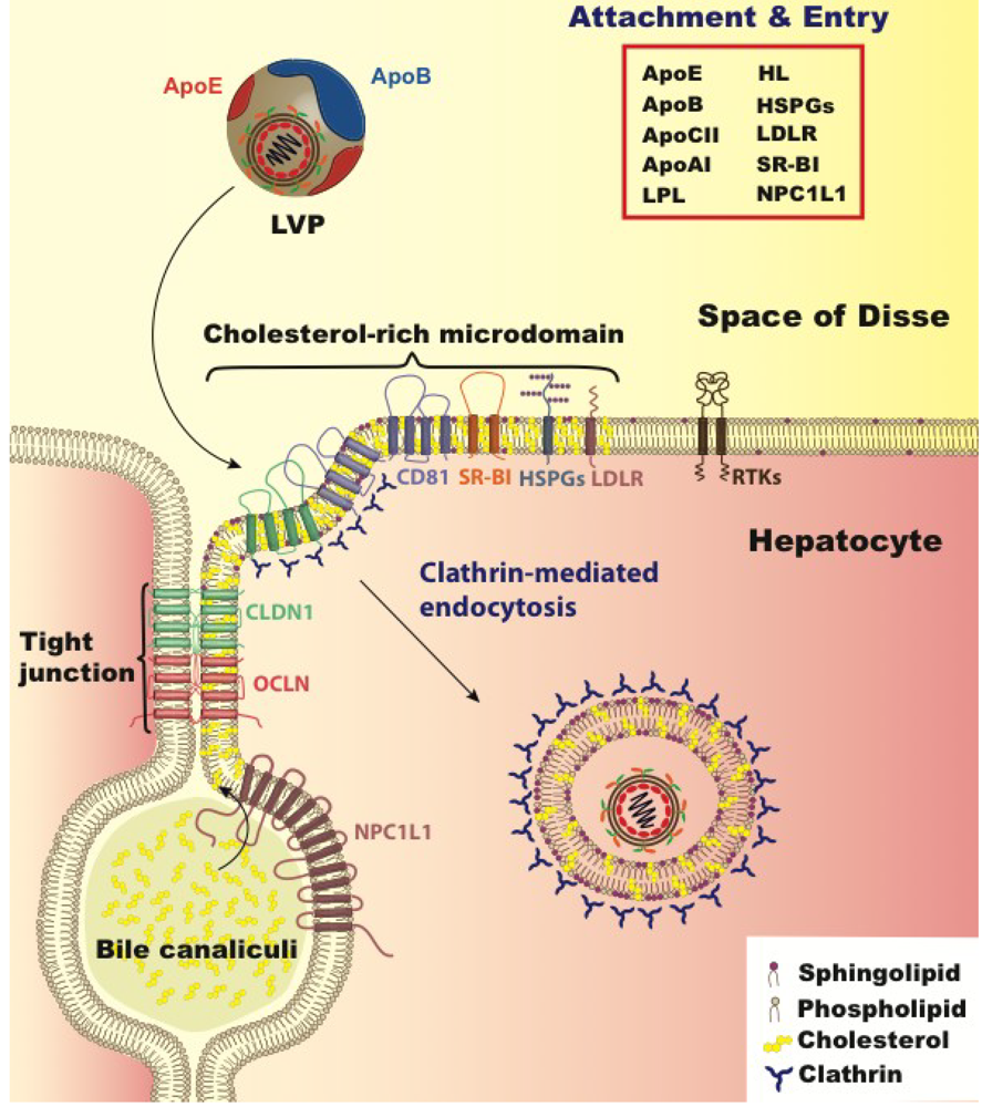 Viruses 05 01292 g002