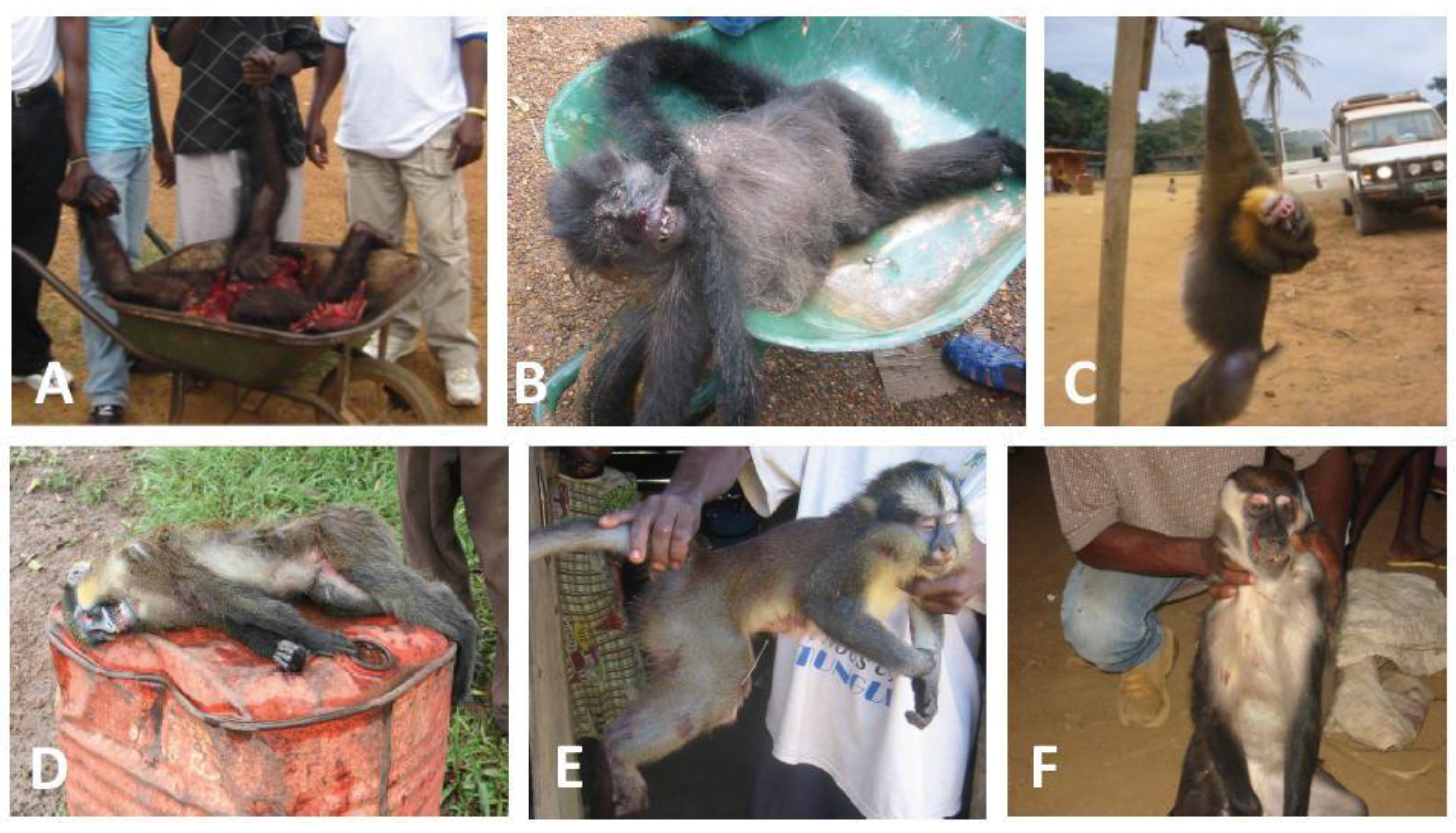 Viruses 05 01536 g006 1024