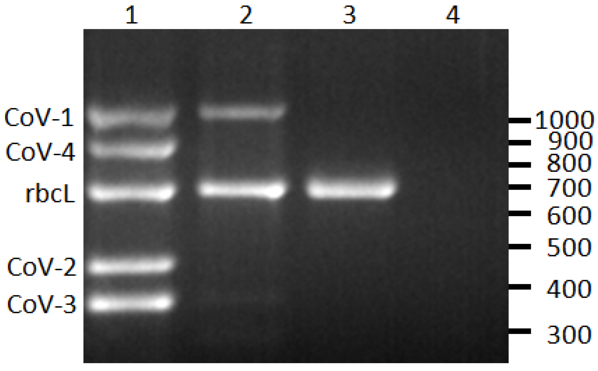 Viruses 05 01655 g001