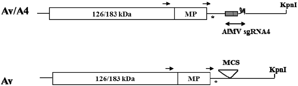 Viruses 05 01802 g001