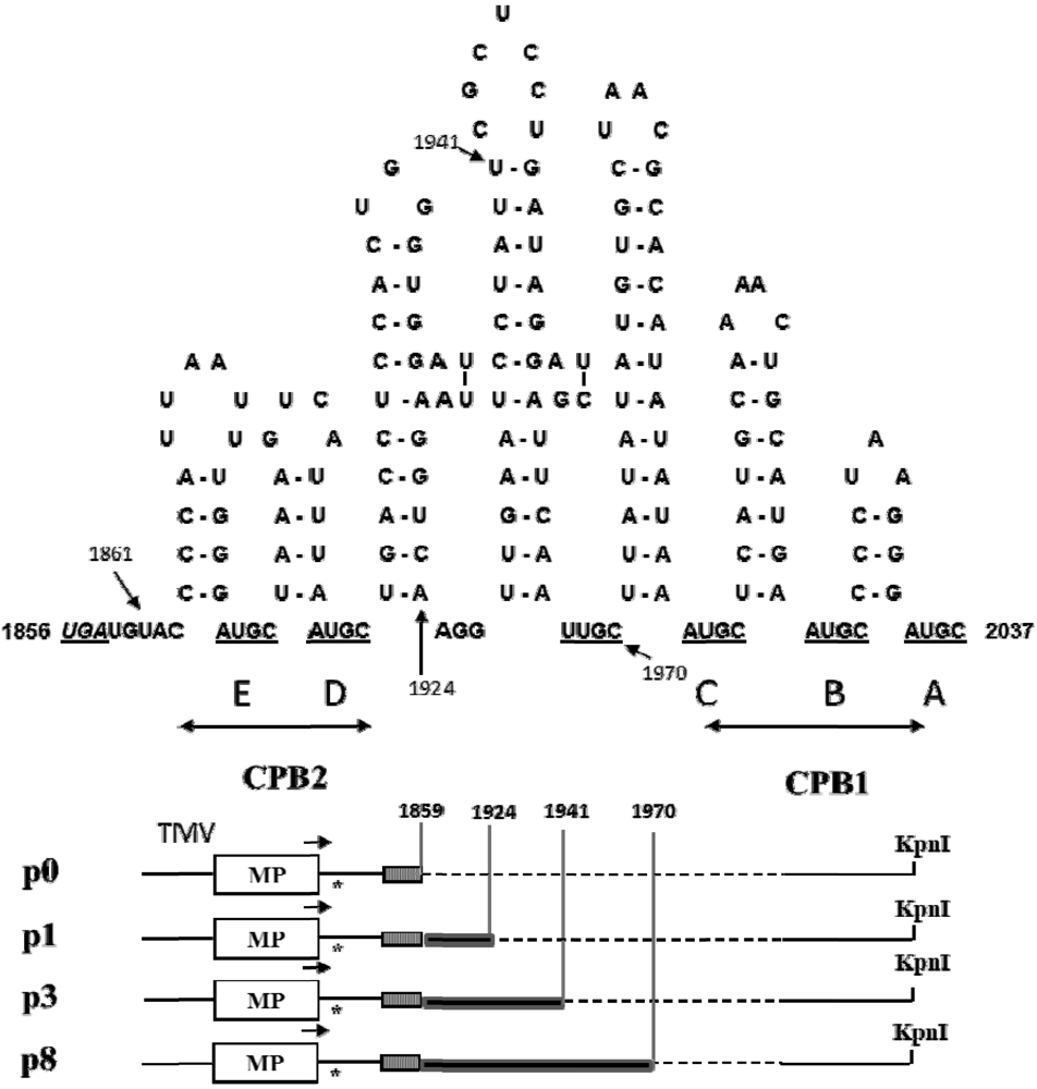 Viruses 05 01802 g002
