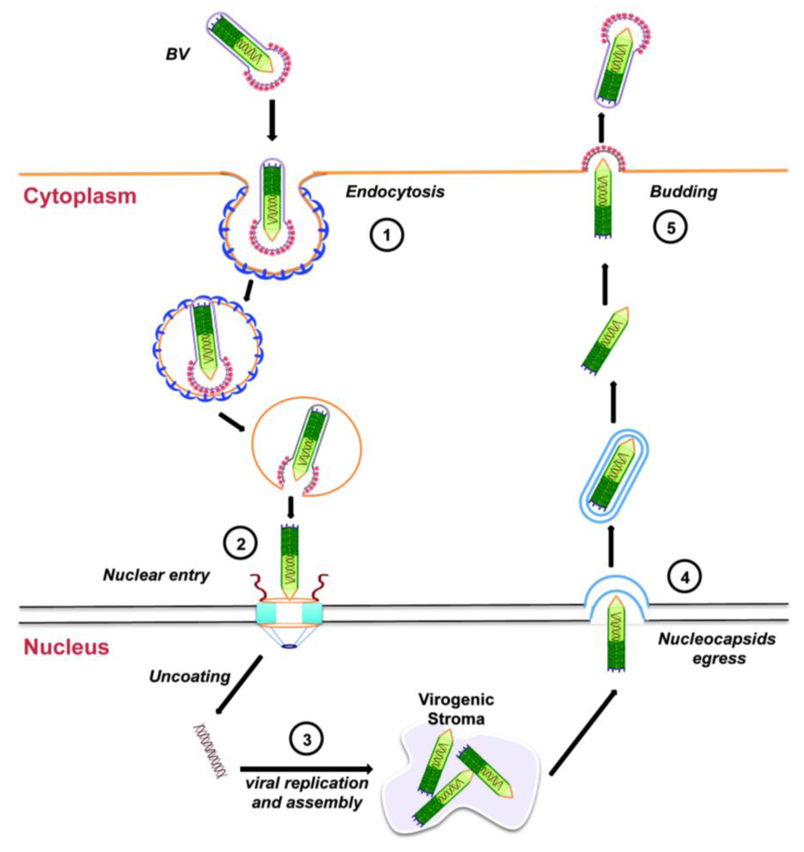 Viruses 05 01885 g003