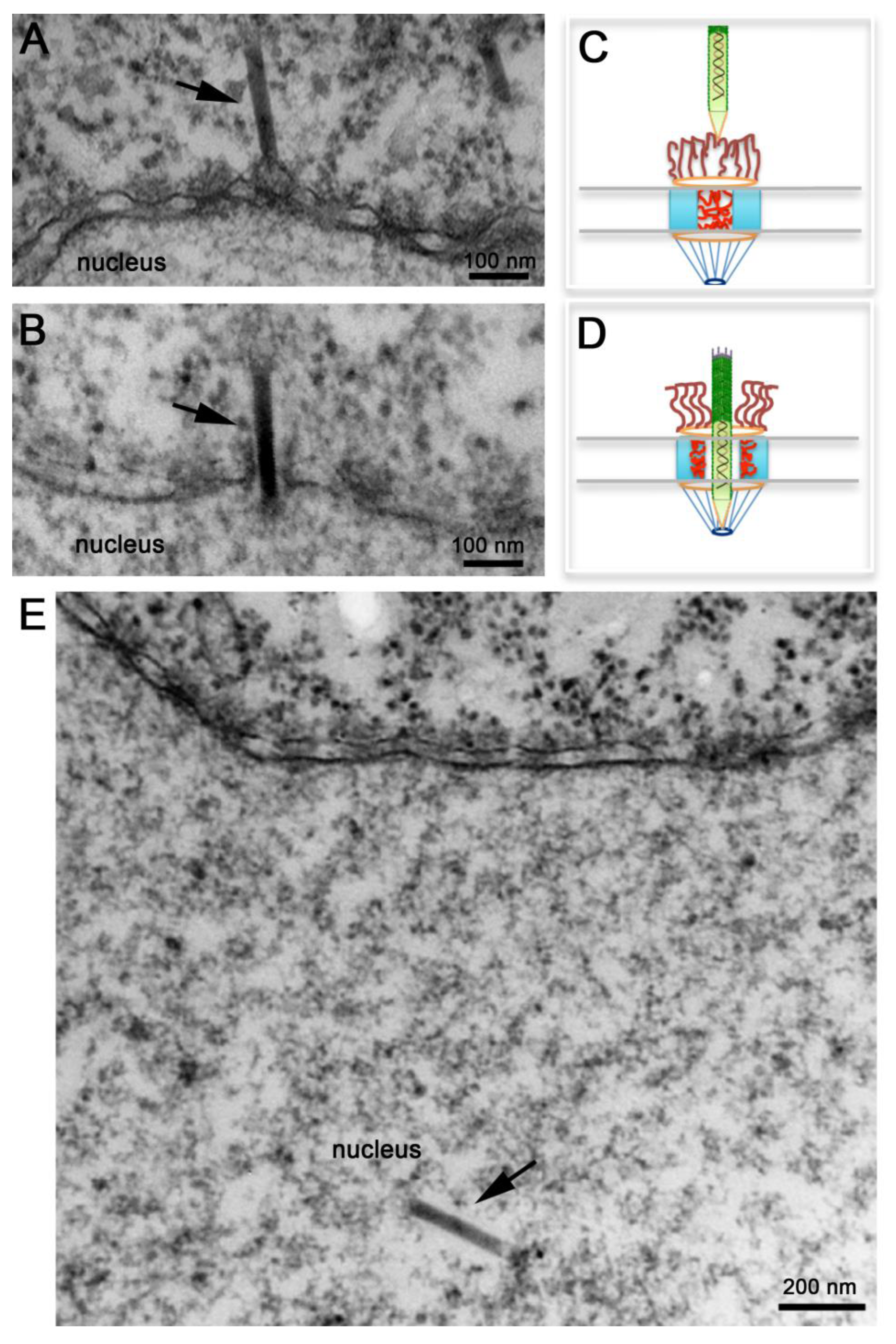 Viruses 05 01885 g004