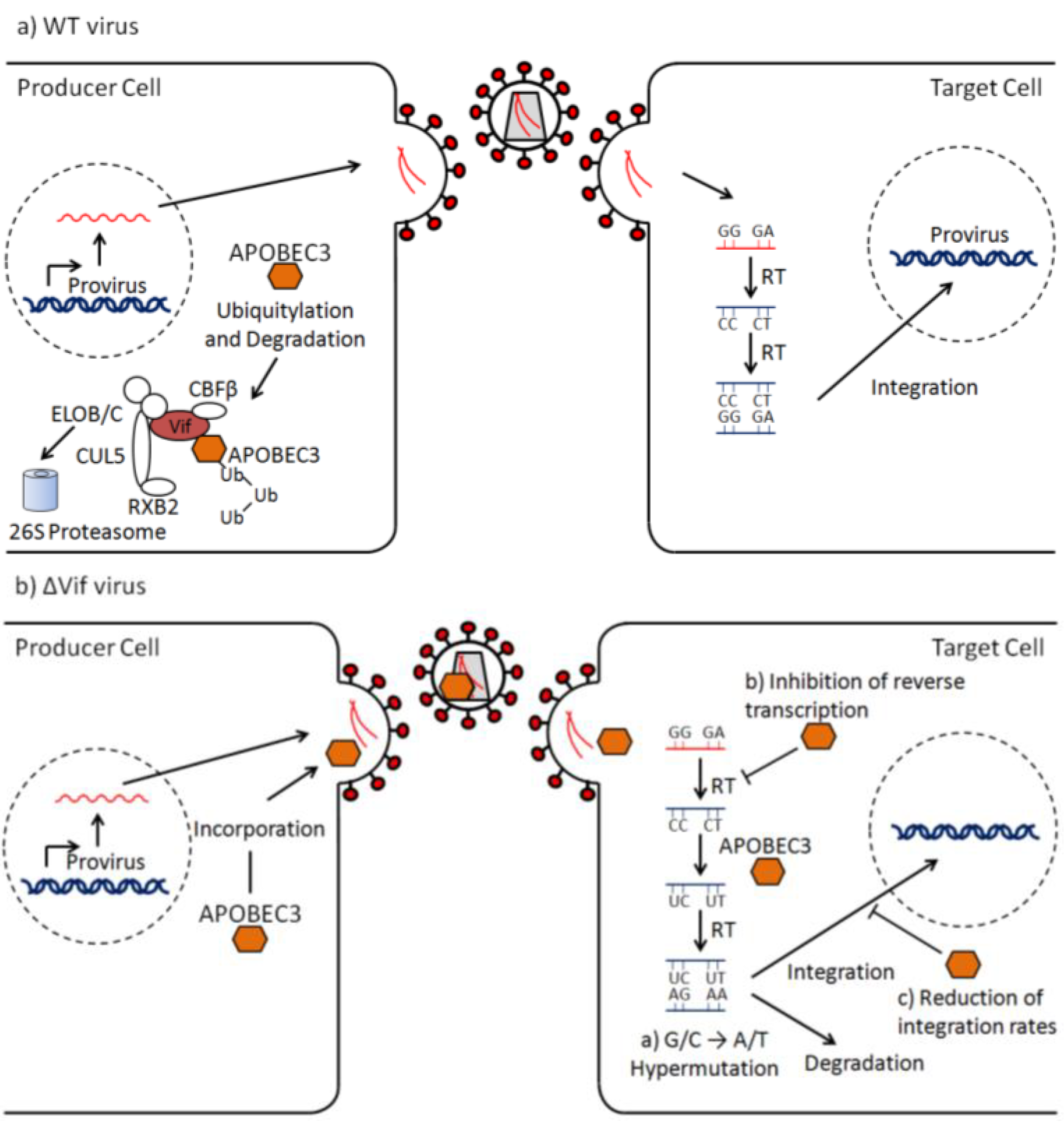 Viruses 05 01934 g002
