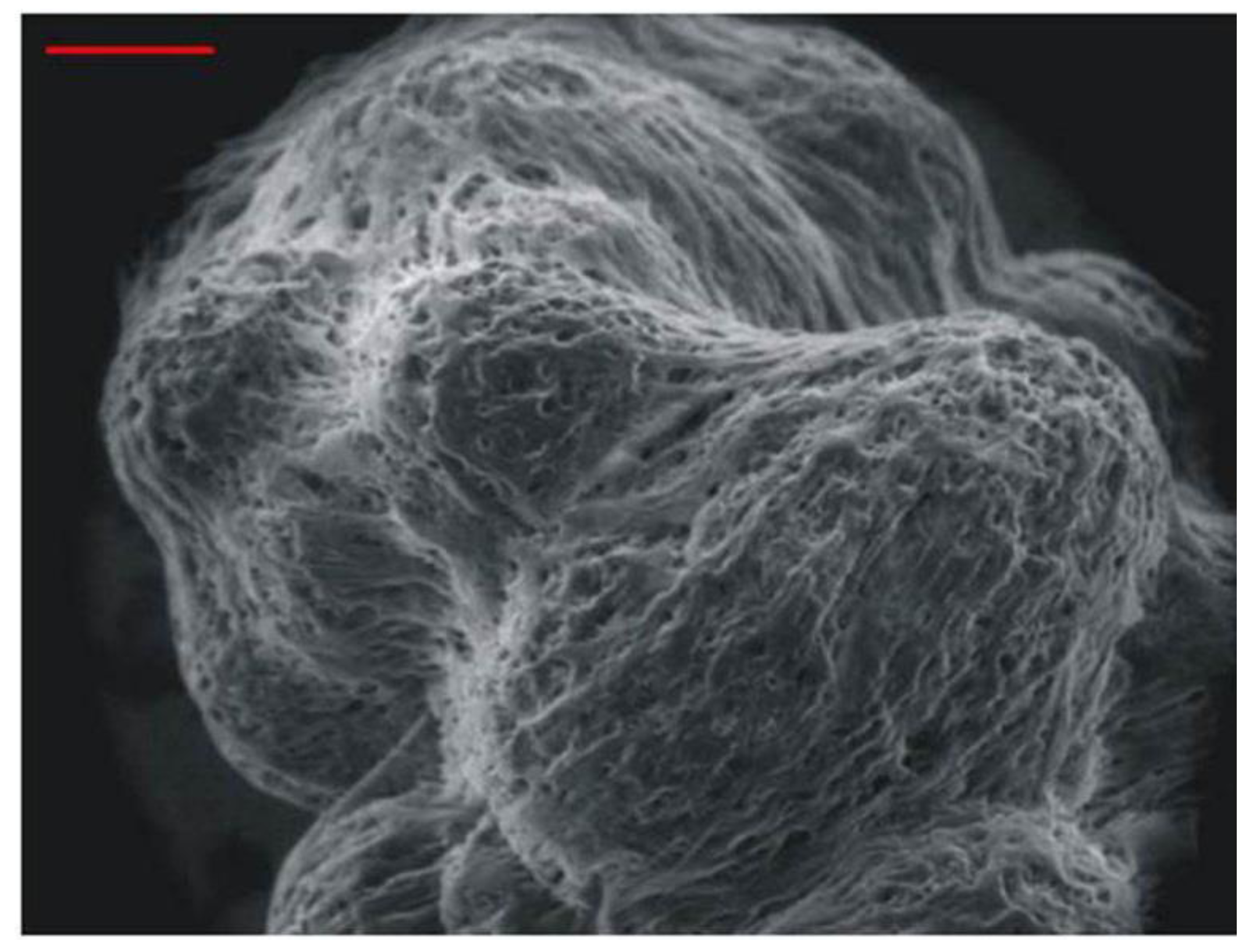 Viruses 05 02106 g003