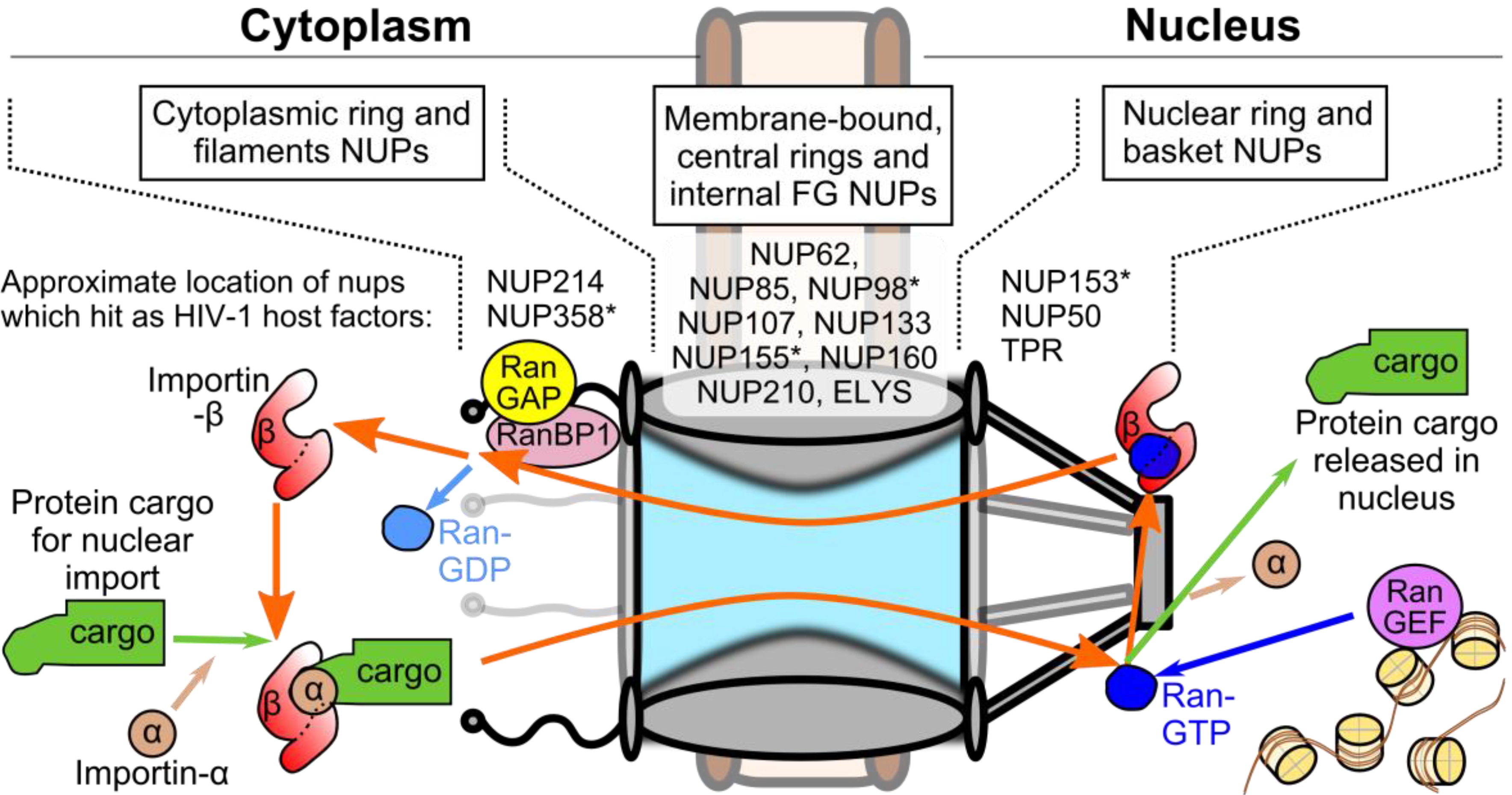 Nuclear sharing. Белки карго. Nucleoporin Complex. Cargo Run. Nup98 Gene virus