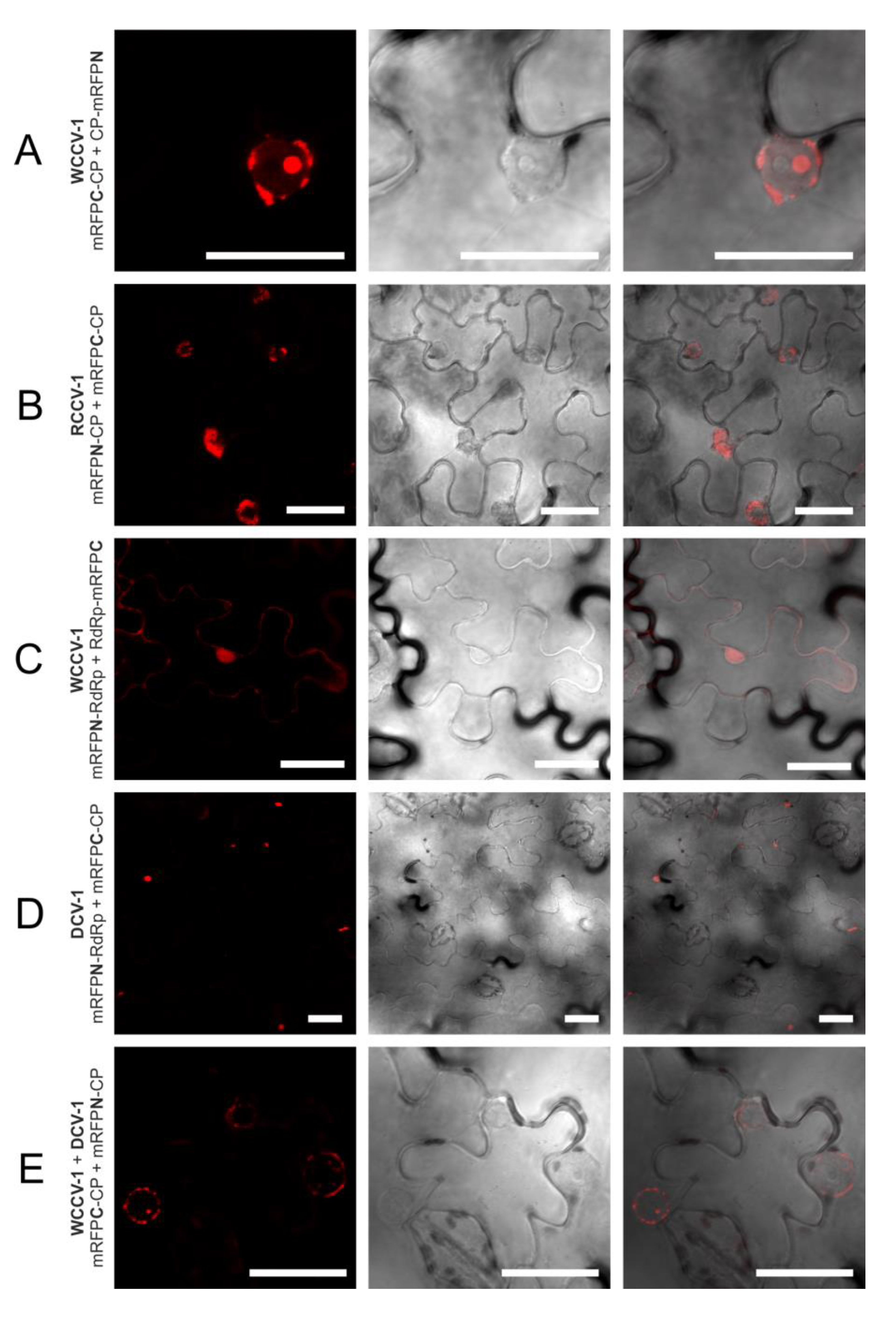 Viruses 05 02512 g003 1024