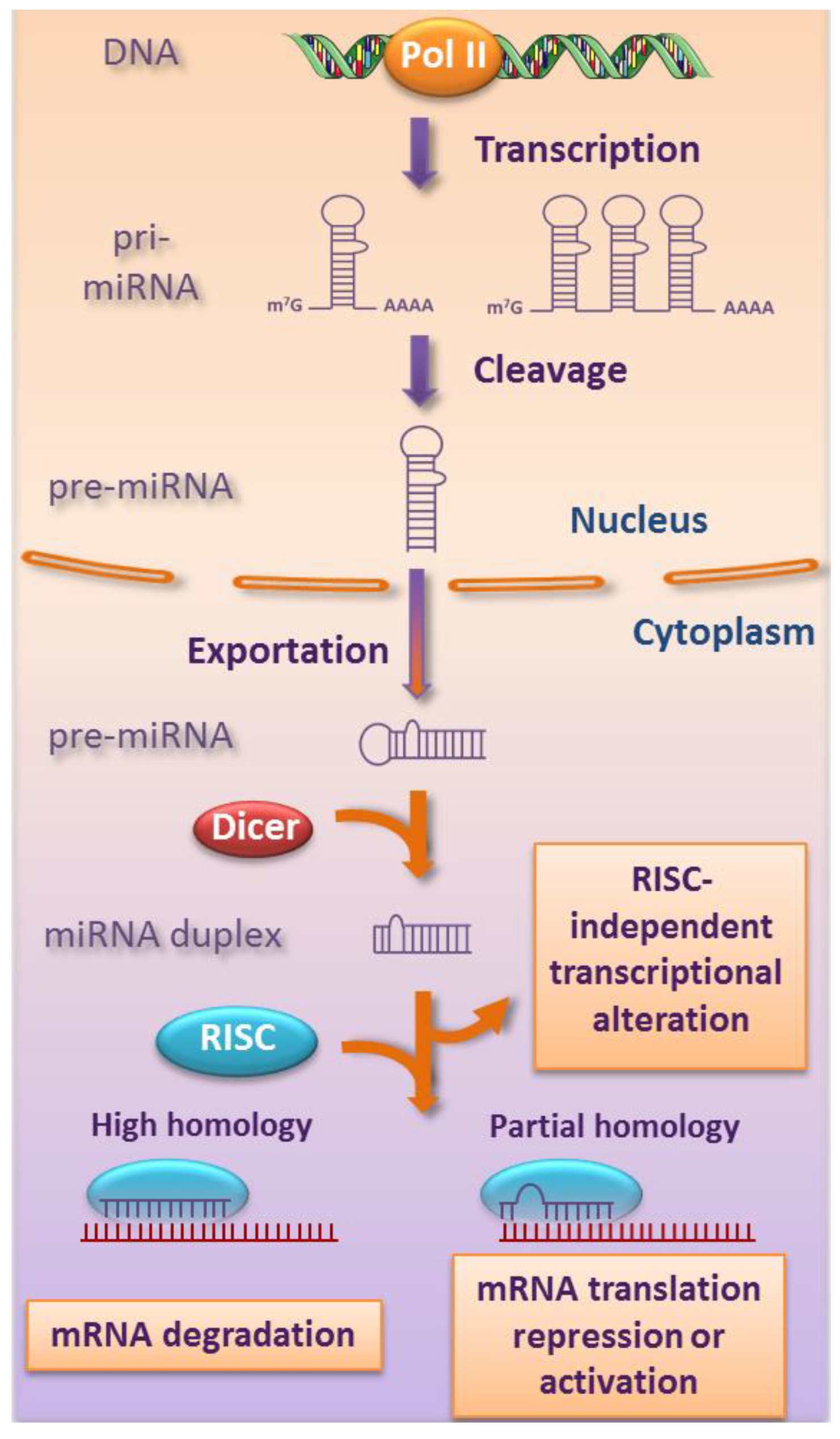 The role of chemokines in acute and chronic hepatitis C