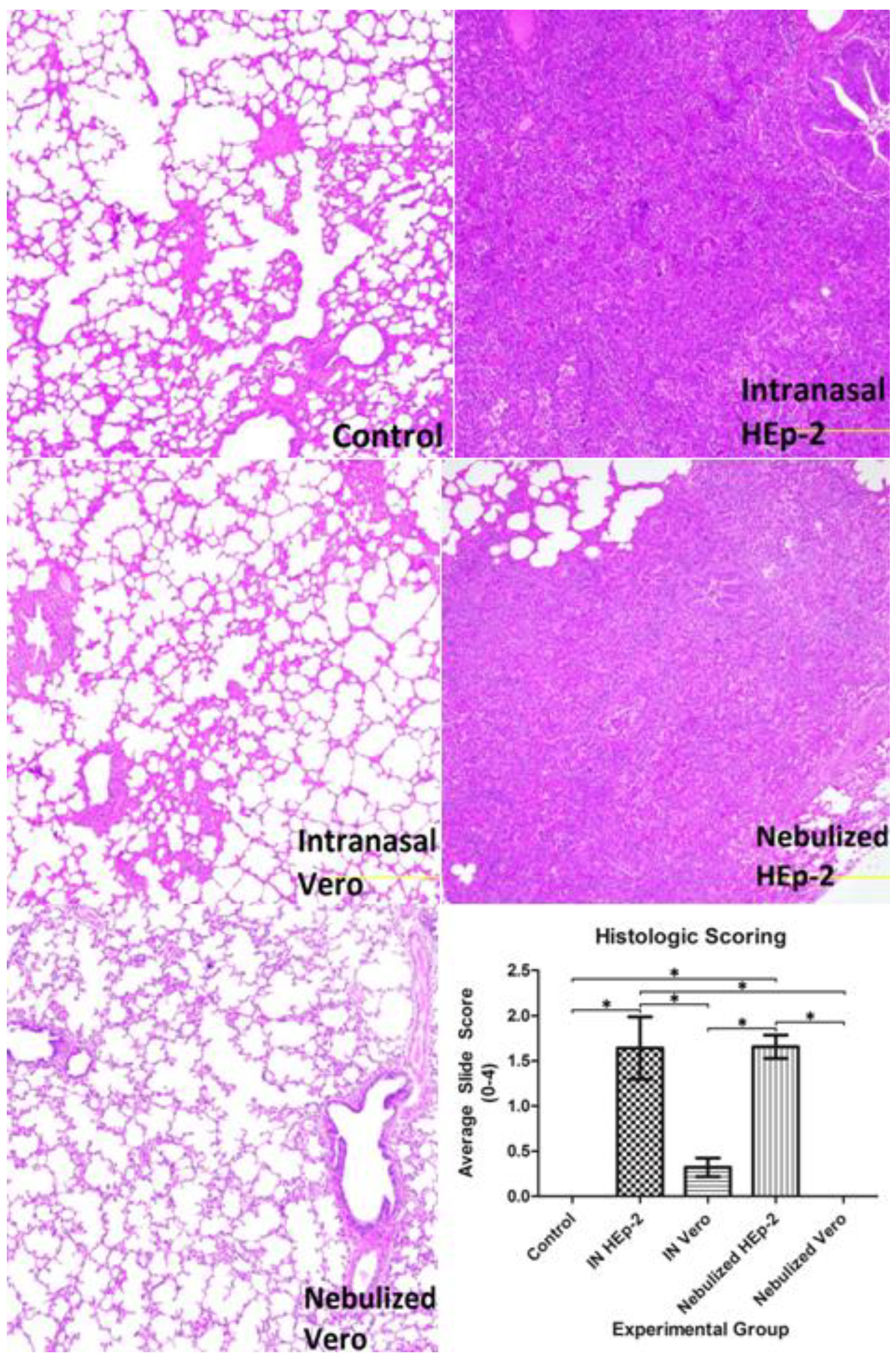 Viruses 05 02881 g004 1024