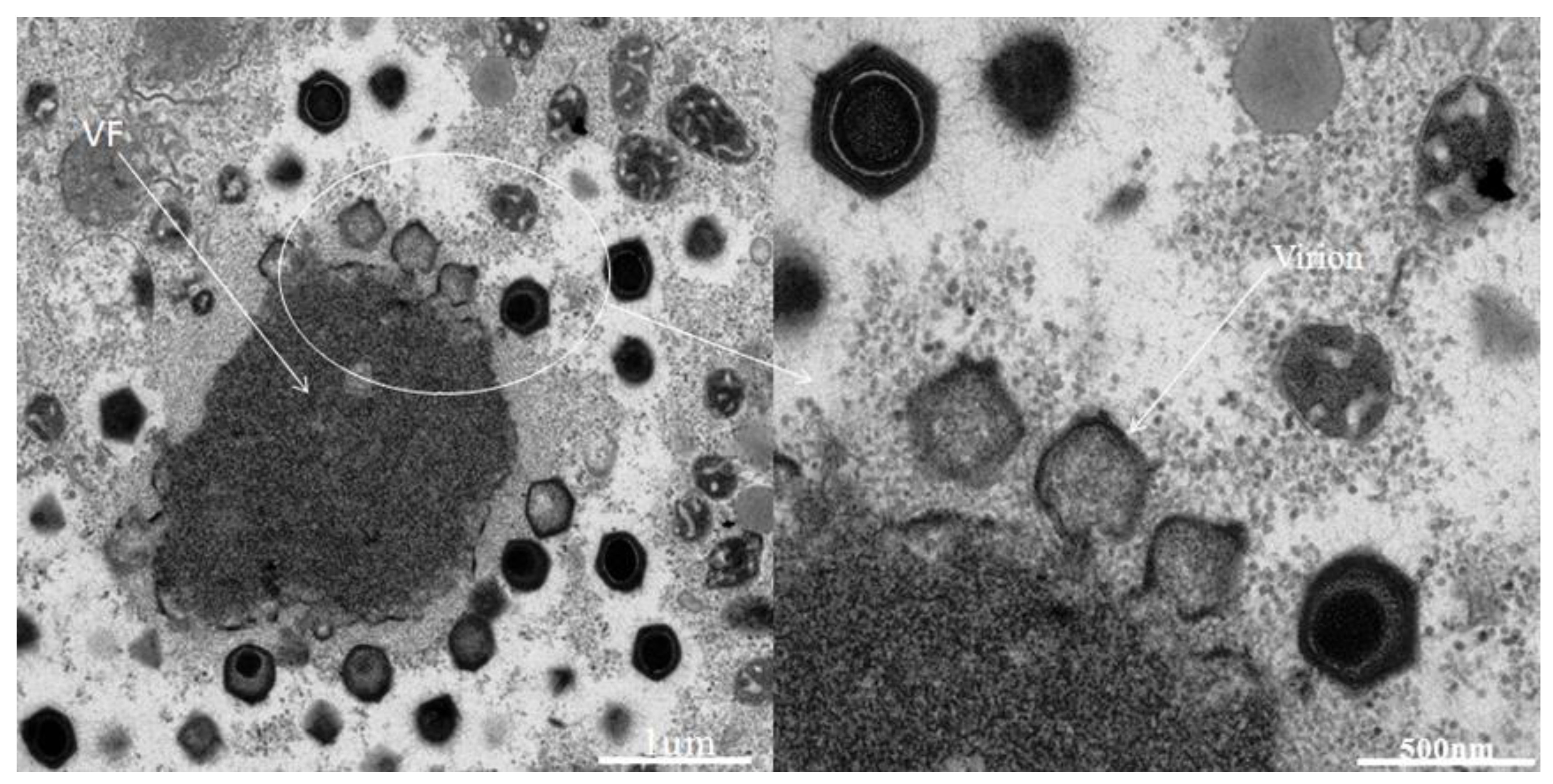 Viruses 05 02920 g003 1024