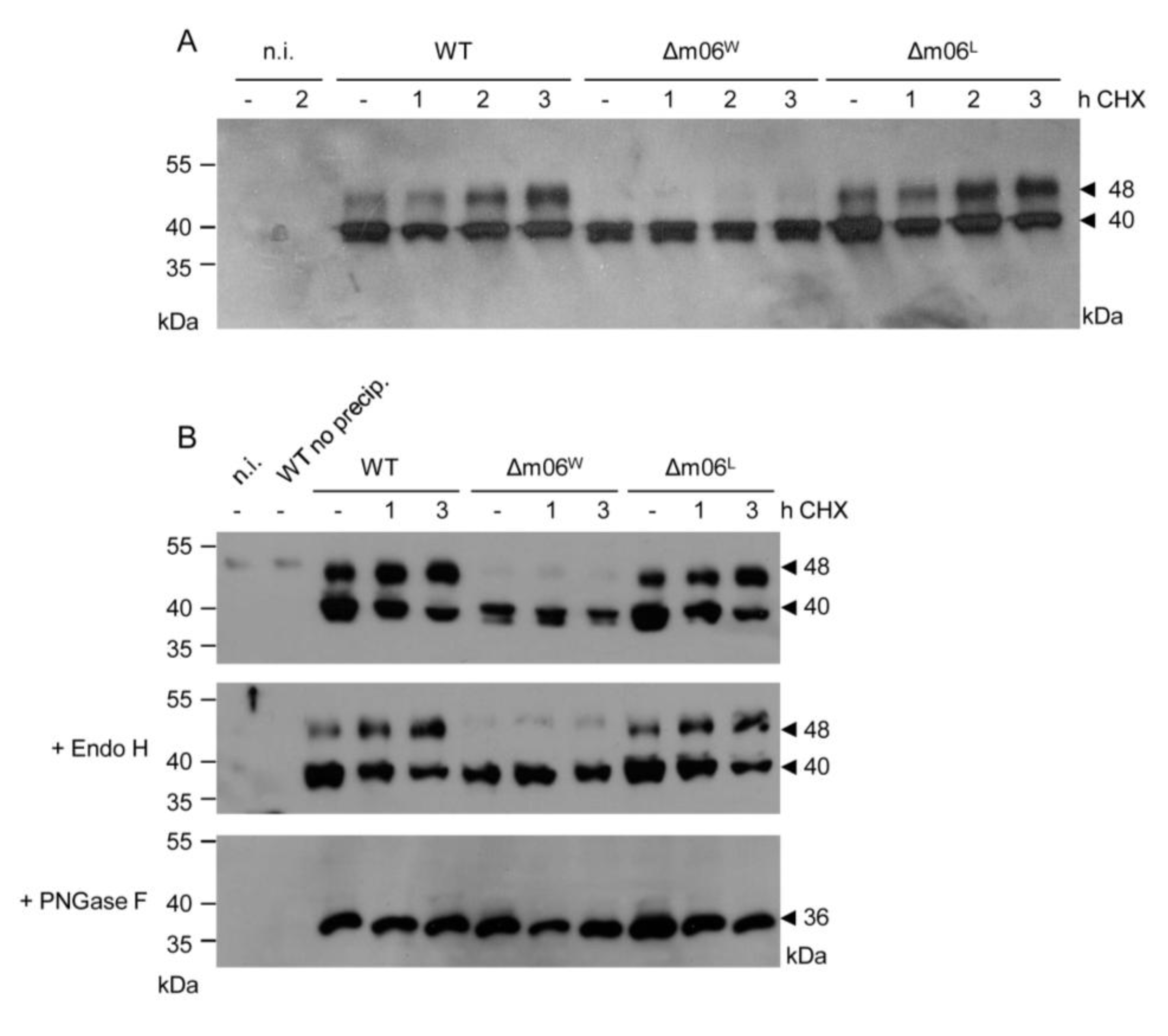 Viruses 05 03171 g002