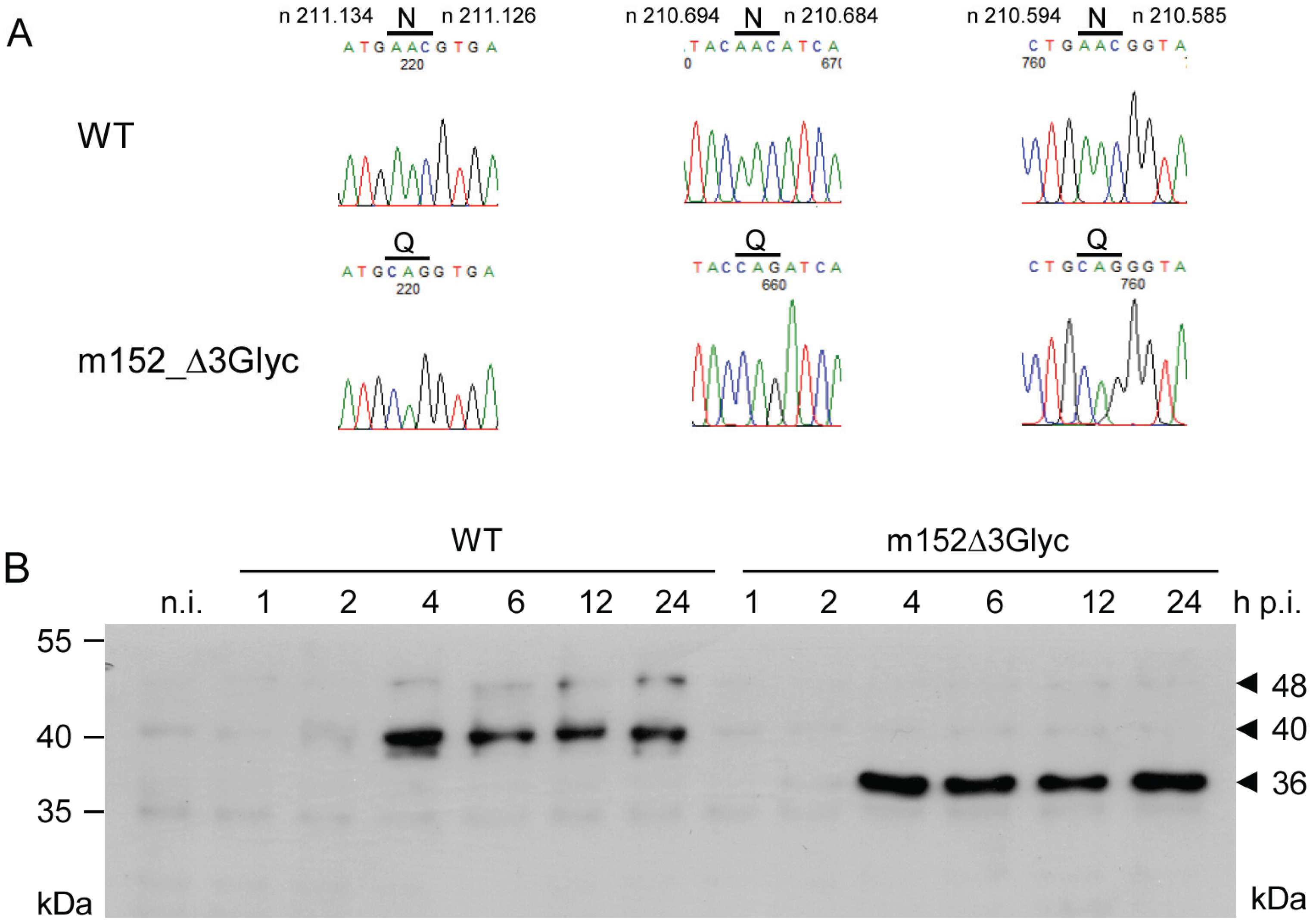 Viruses 05 03171 g004