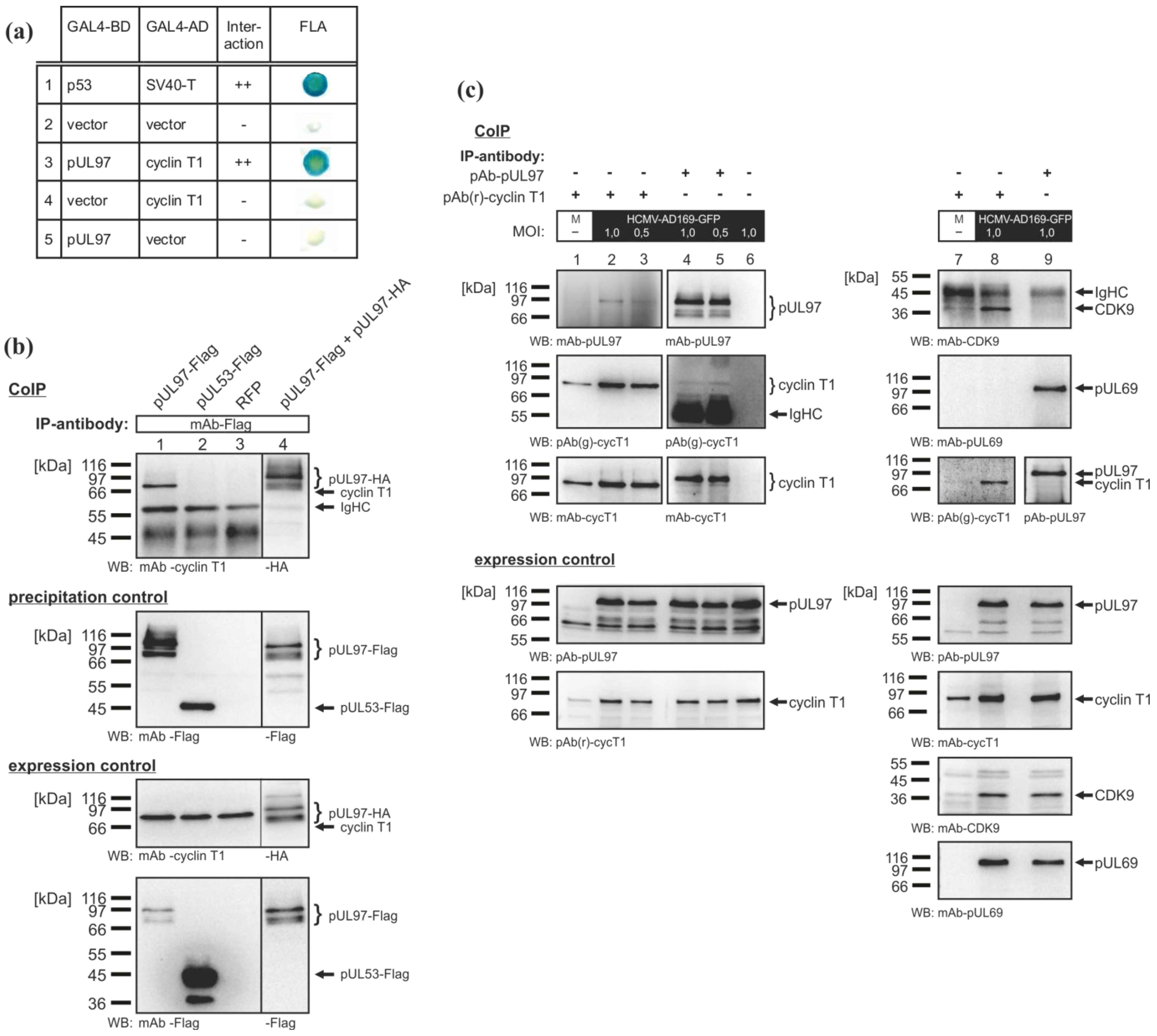Viruses 05 03213 g002