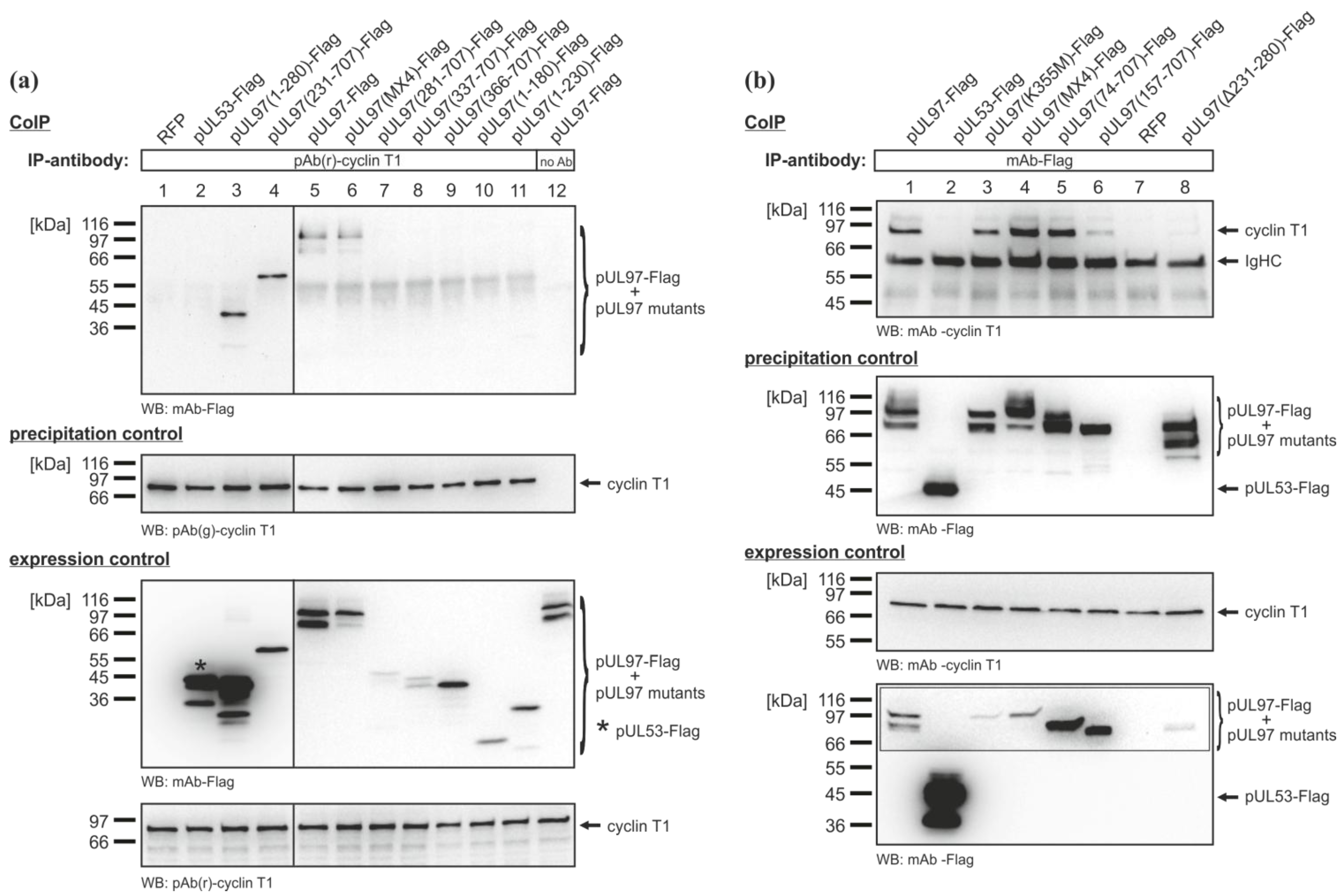 Viruses 05 03213 g004