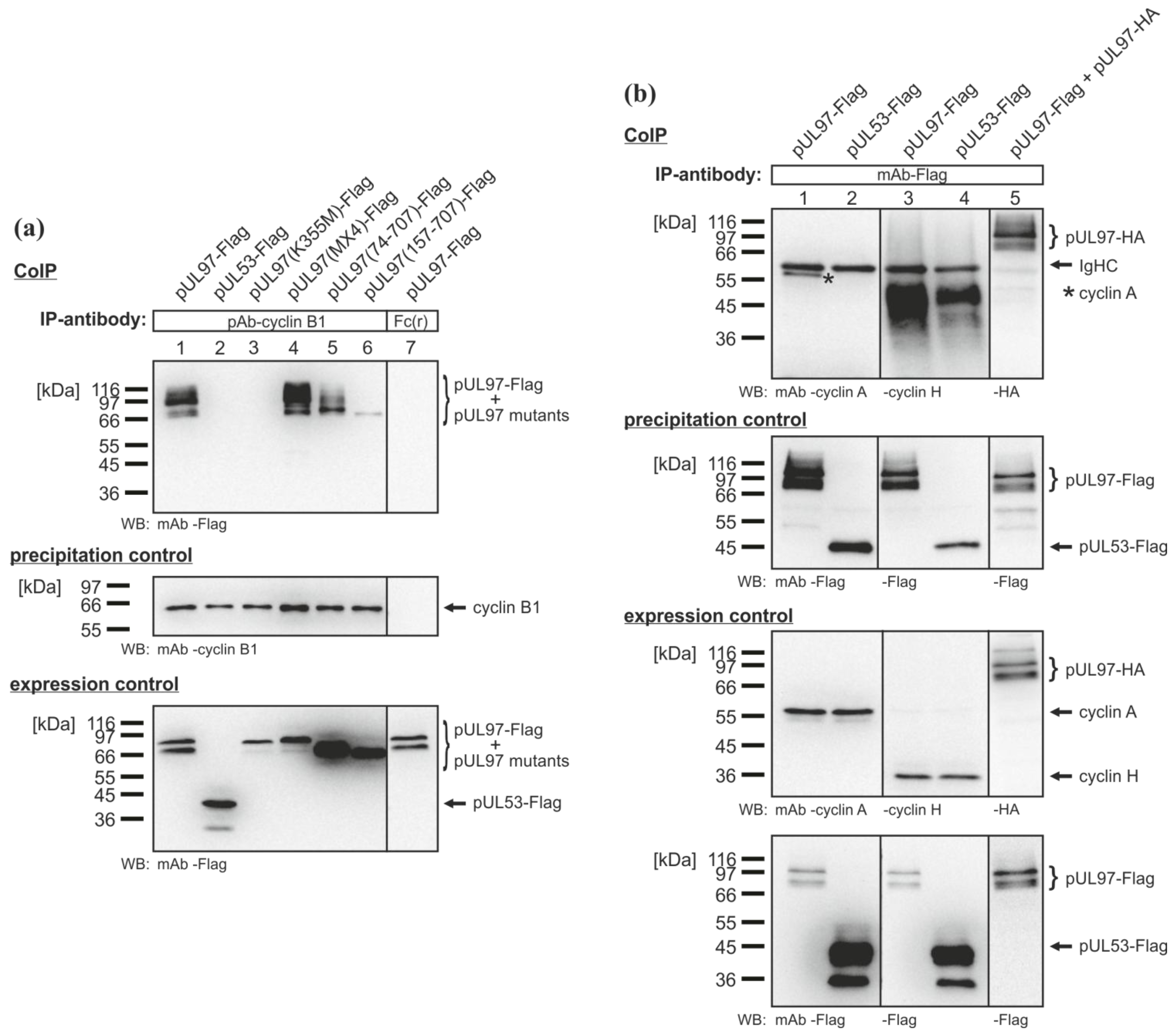 Viruses 05 03213 g005