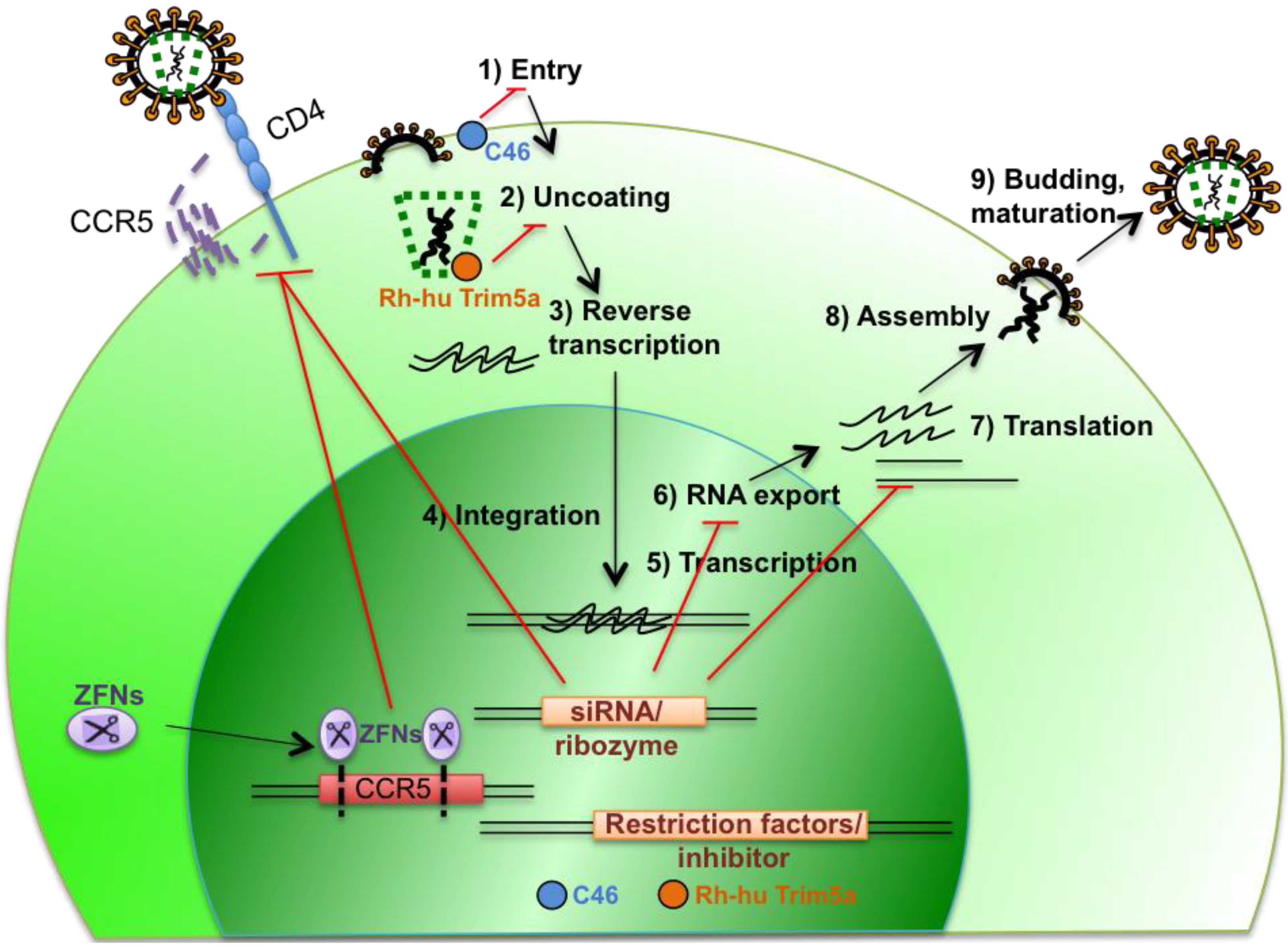 Viruses 06 00001 g001