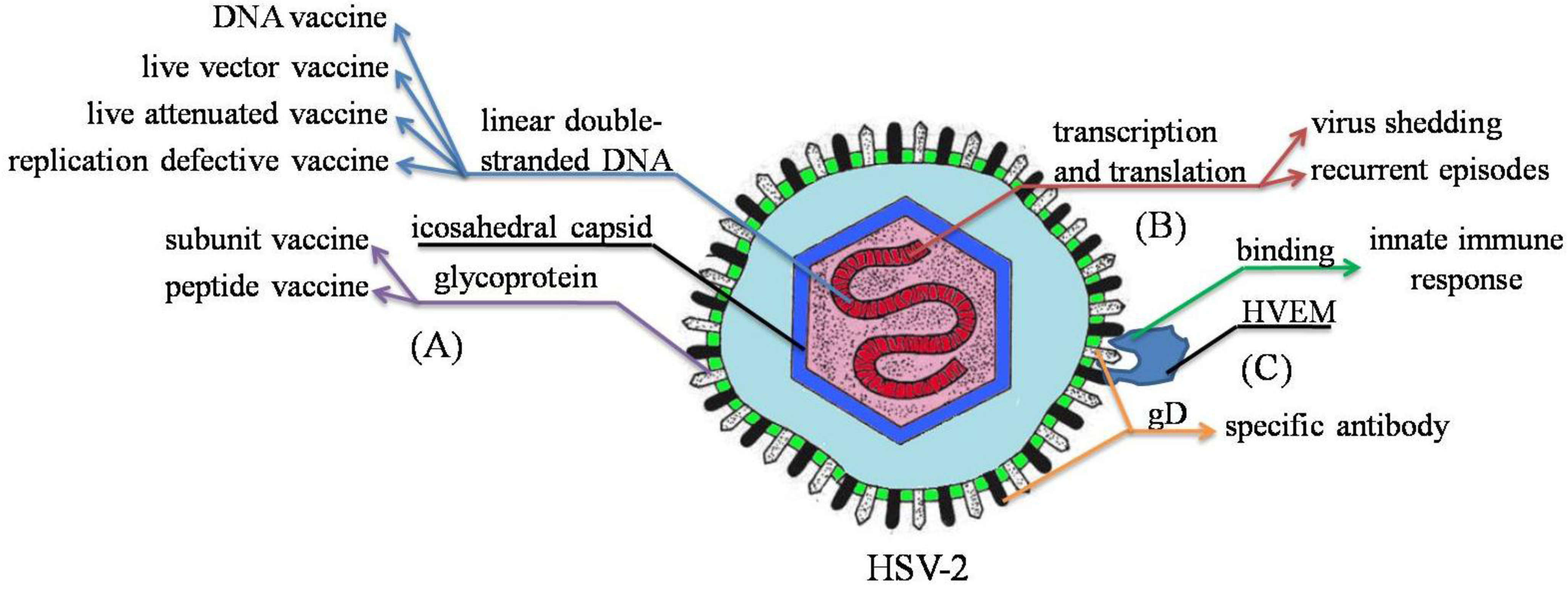 Herpes simplex 1 2 igg. HSV 1 строение молекулы вируса.