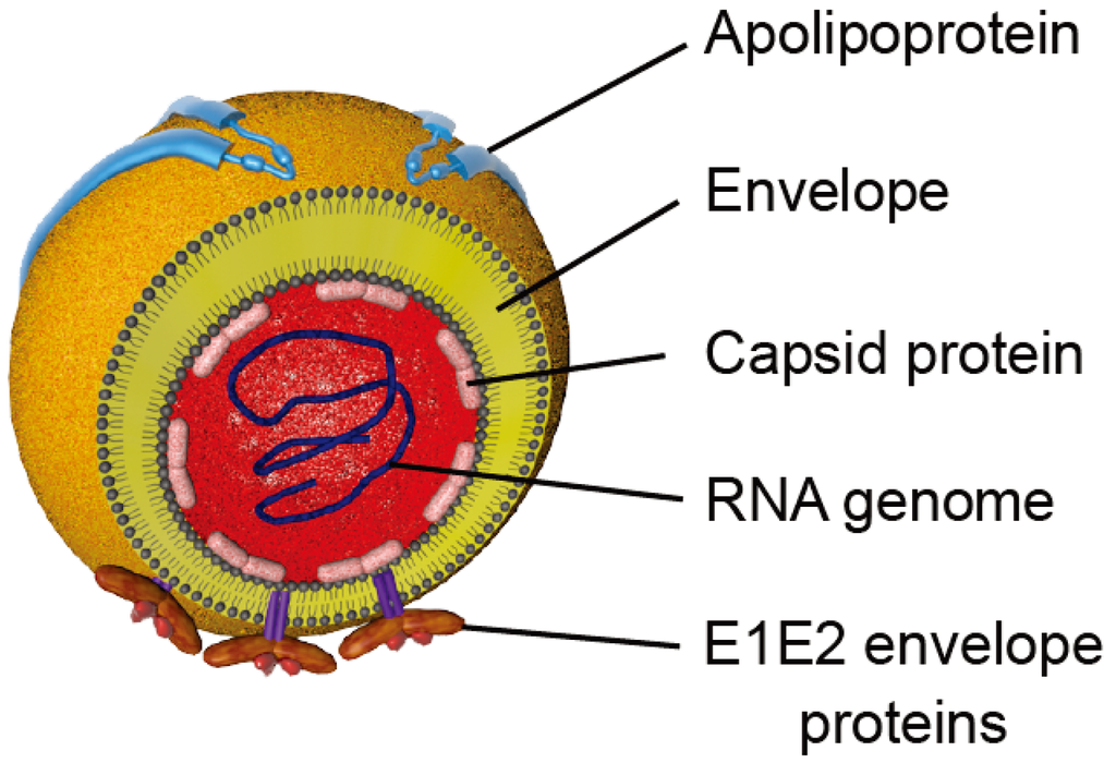Hcv rna. Аполипопротеин e. Hepatitis a virus. Вирус ВИЧ под микроскопом. RNA viruses.
