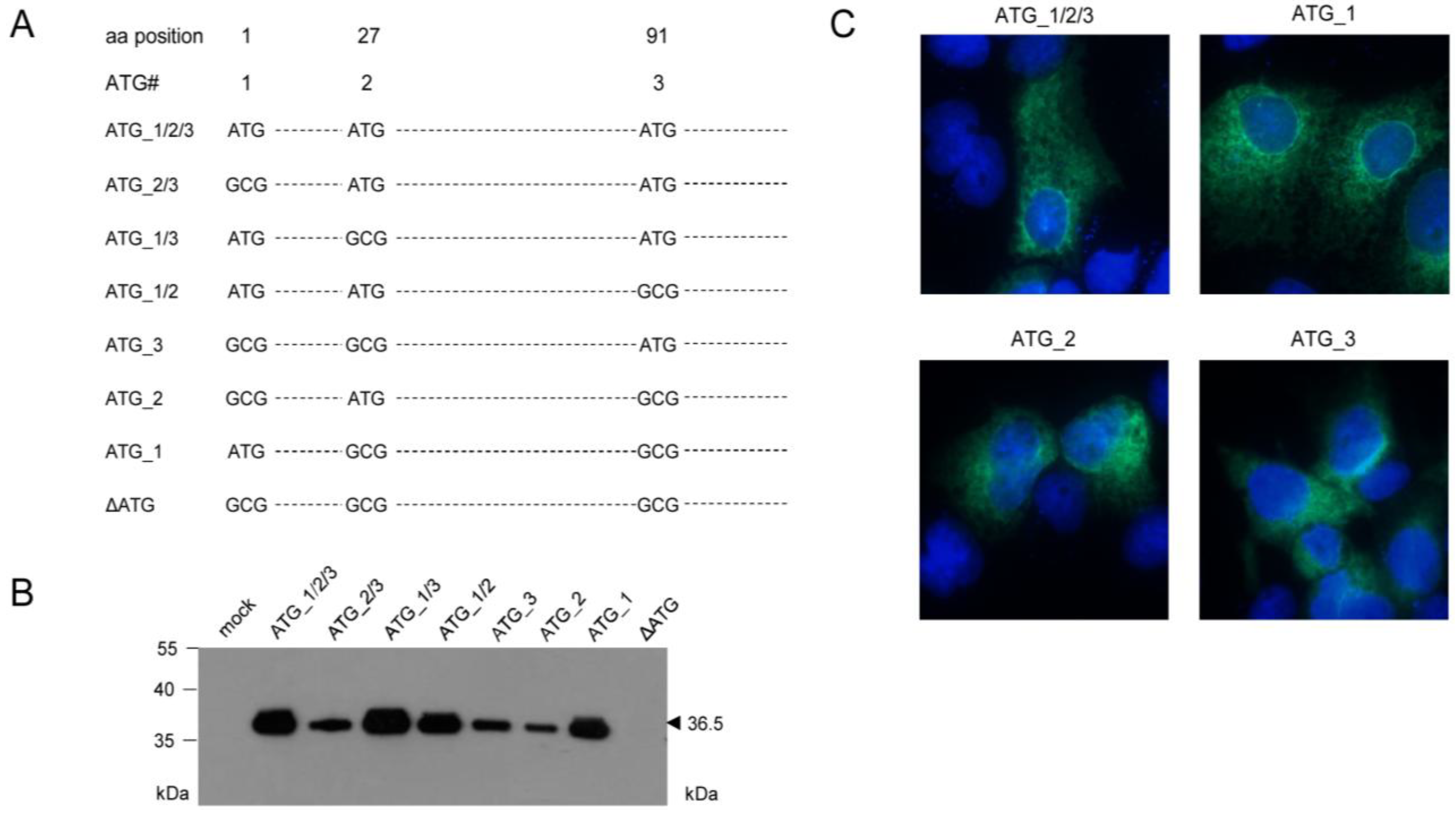 Viruses 06 00808 g003