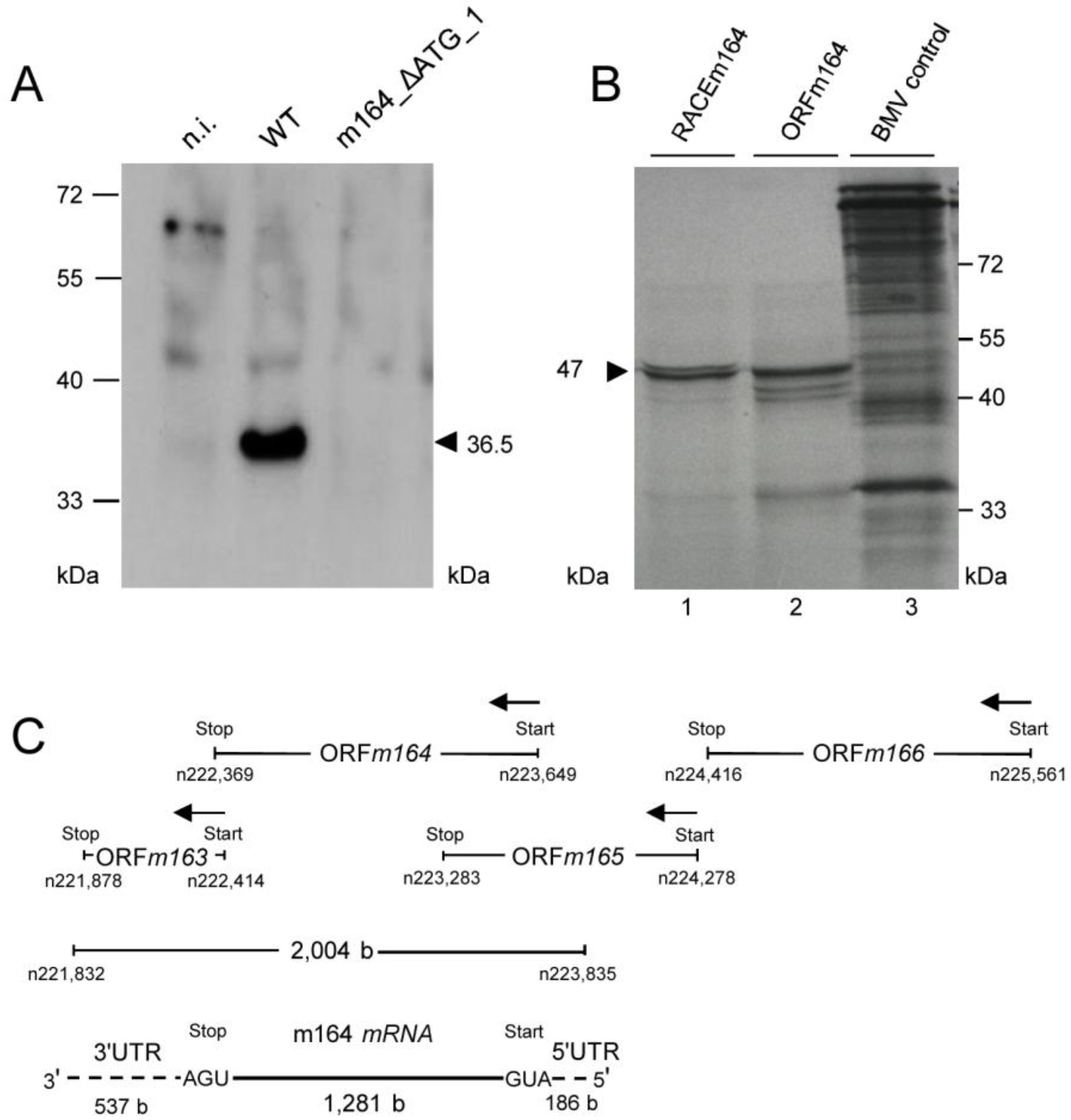 Viruses 06 00808 g004