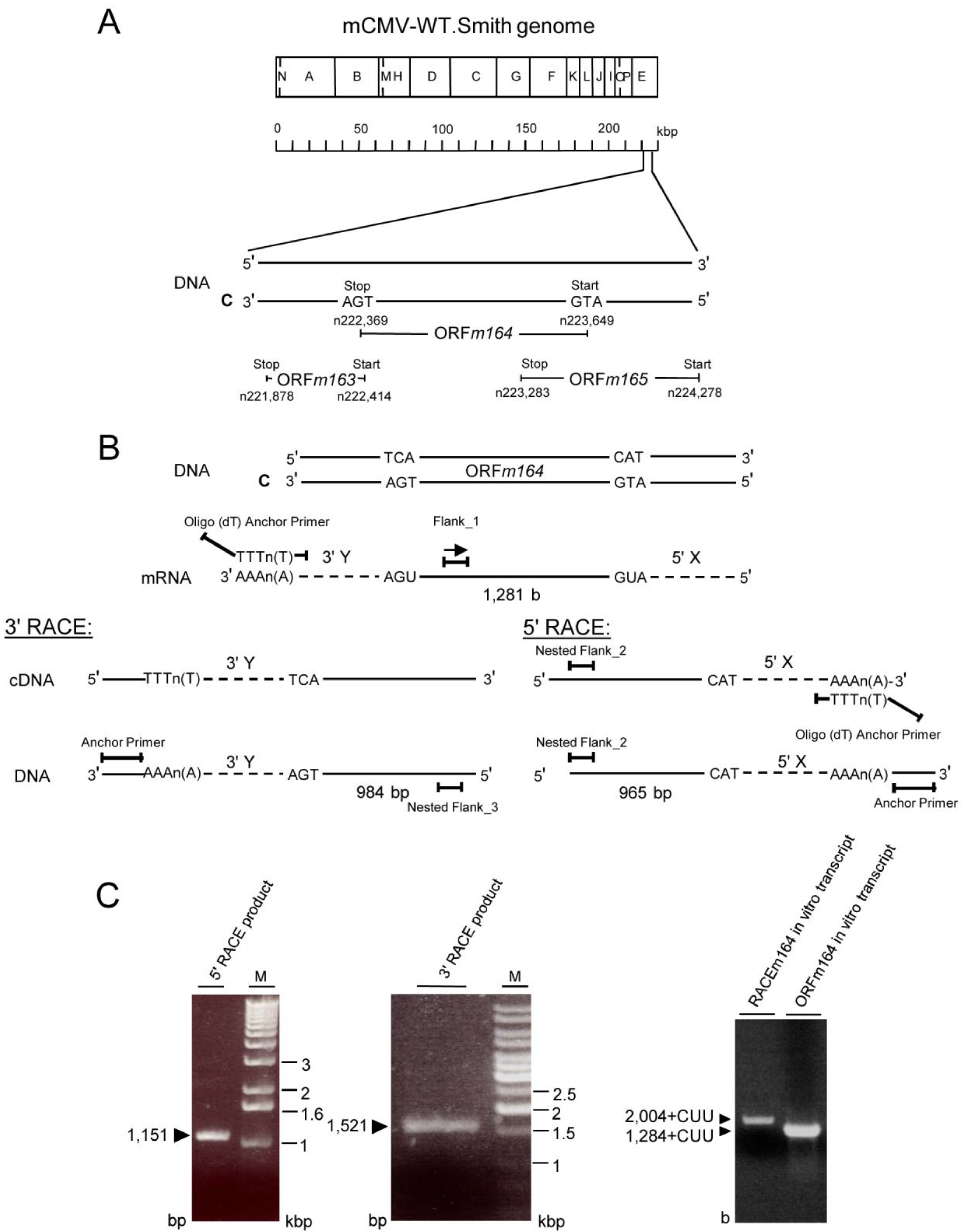 Viruses 06 00808 g007