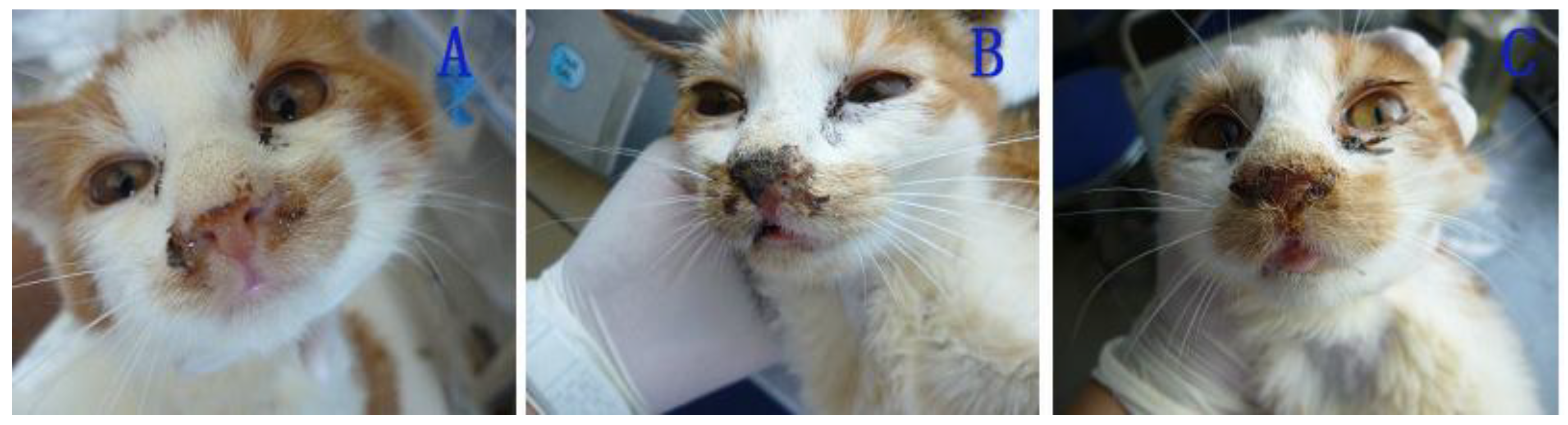 Viruses 06 01004 g005