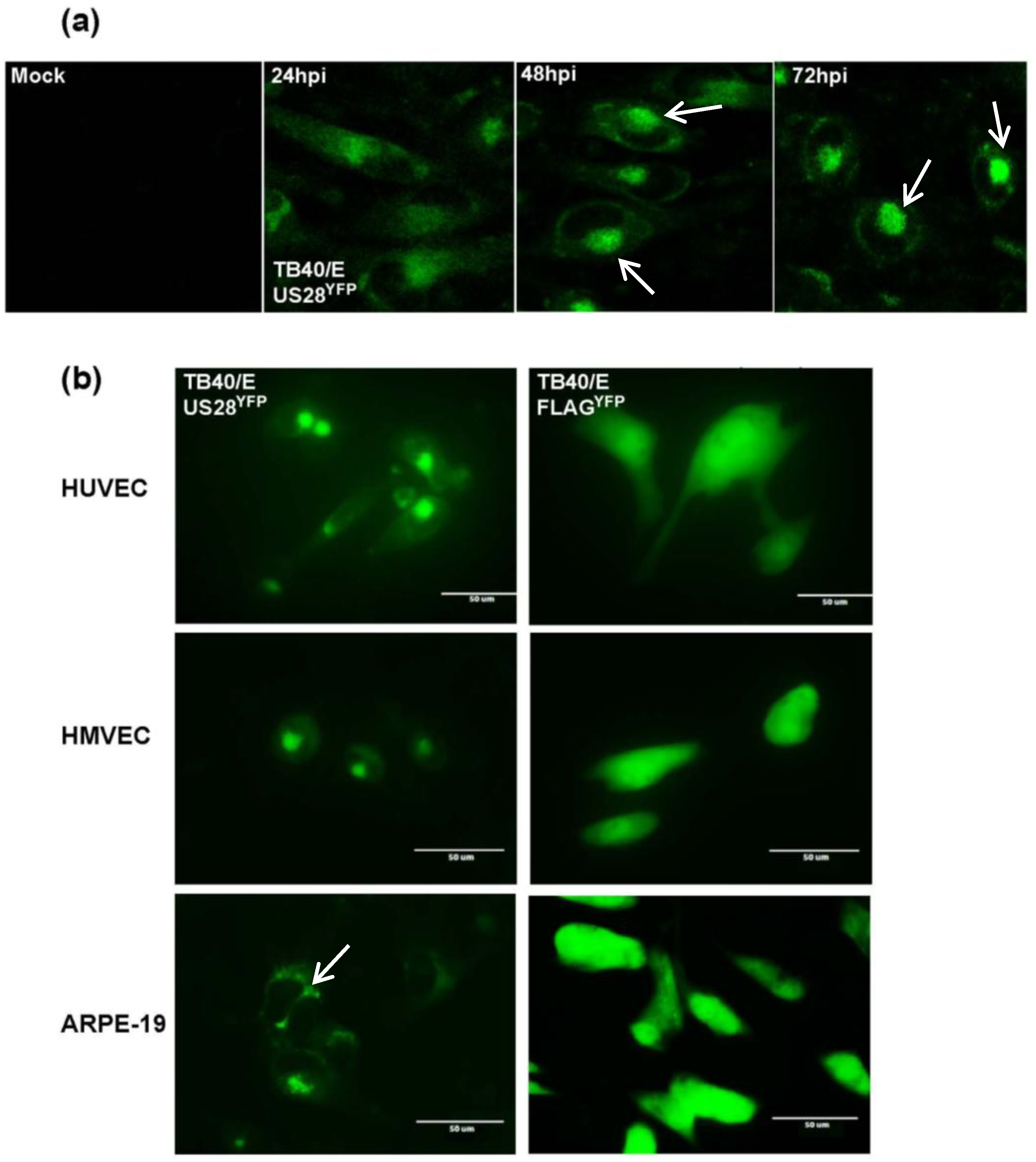 Viruses 06 01202 g002