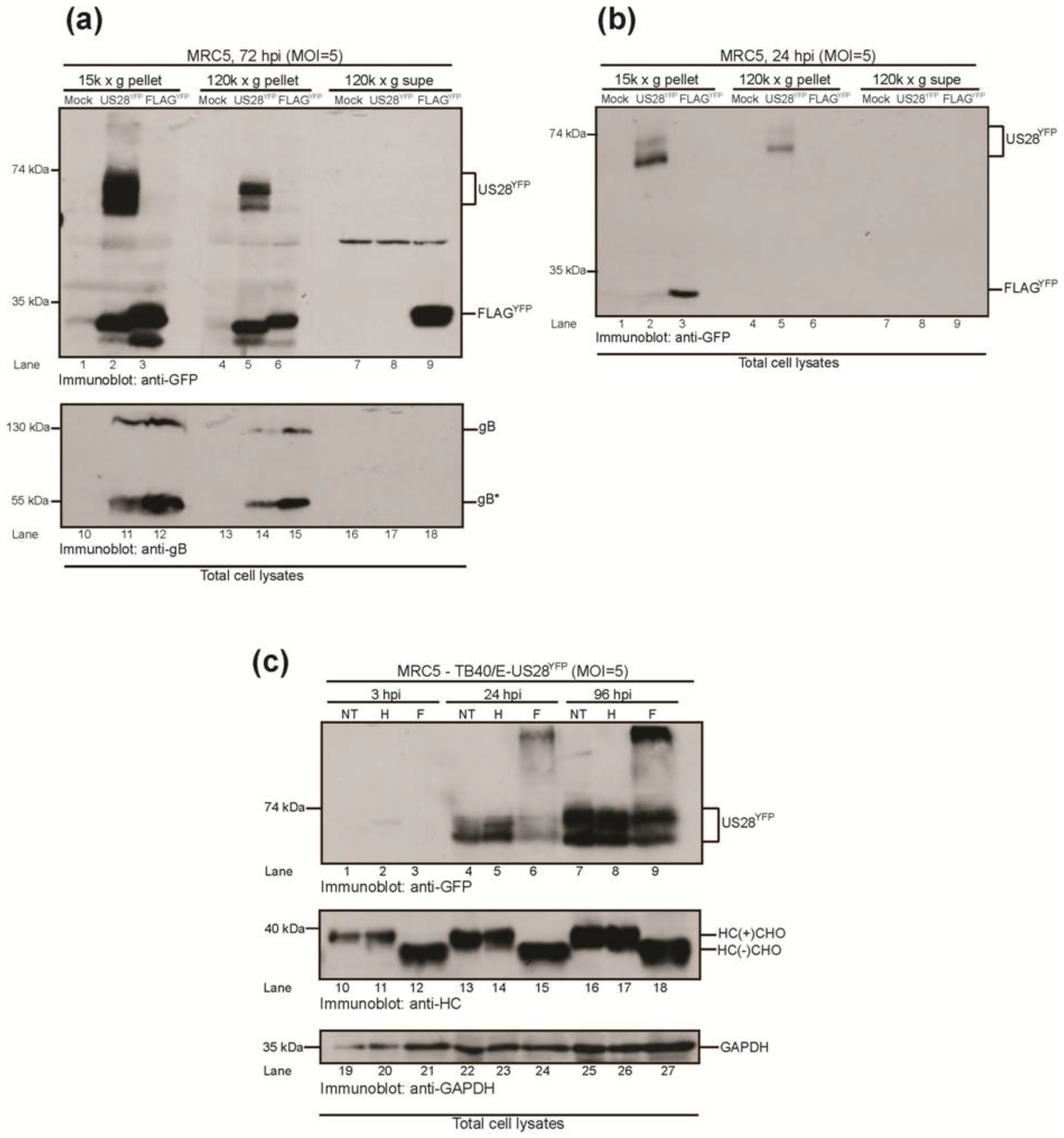 Viruses 06 01202 g003