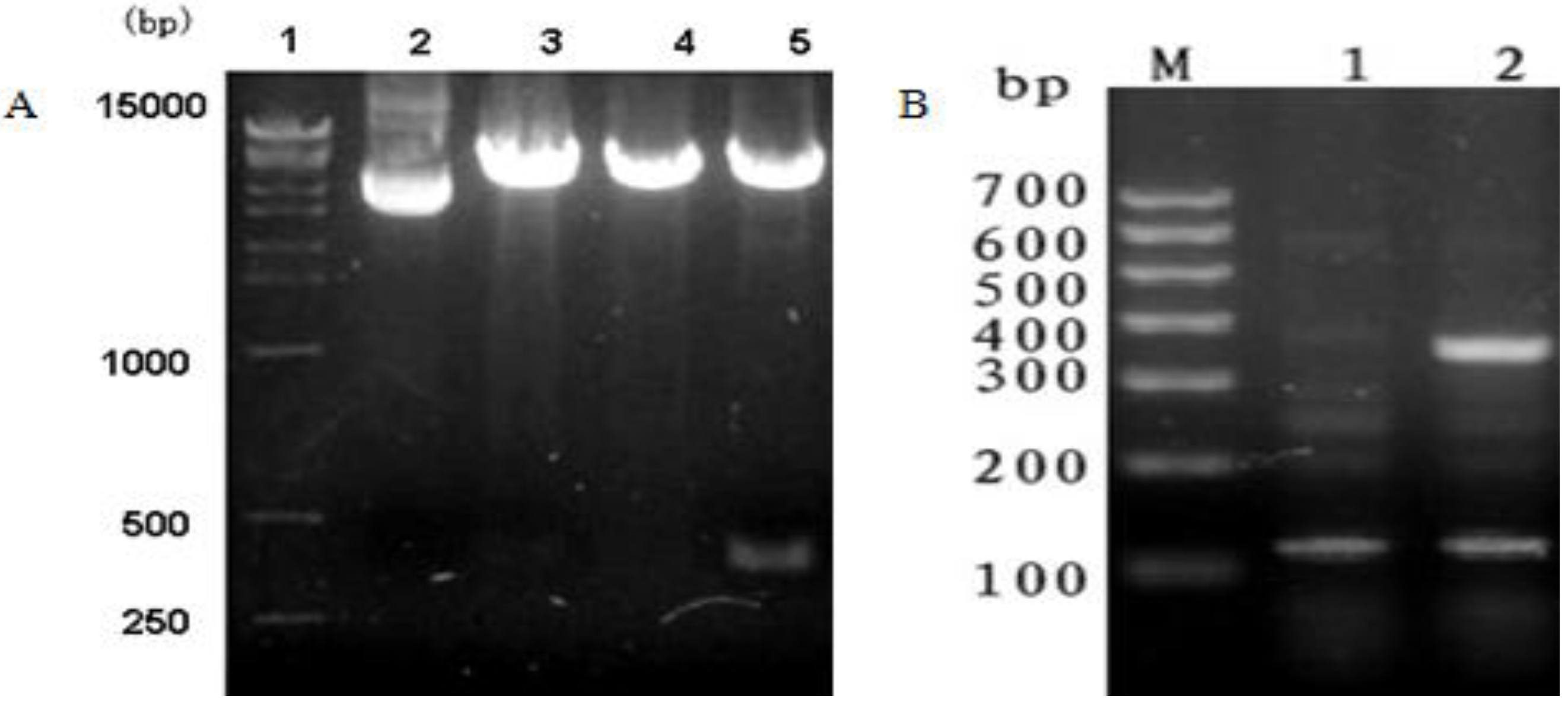 Viruses 06 01237 g001 1024