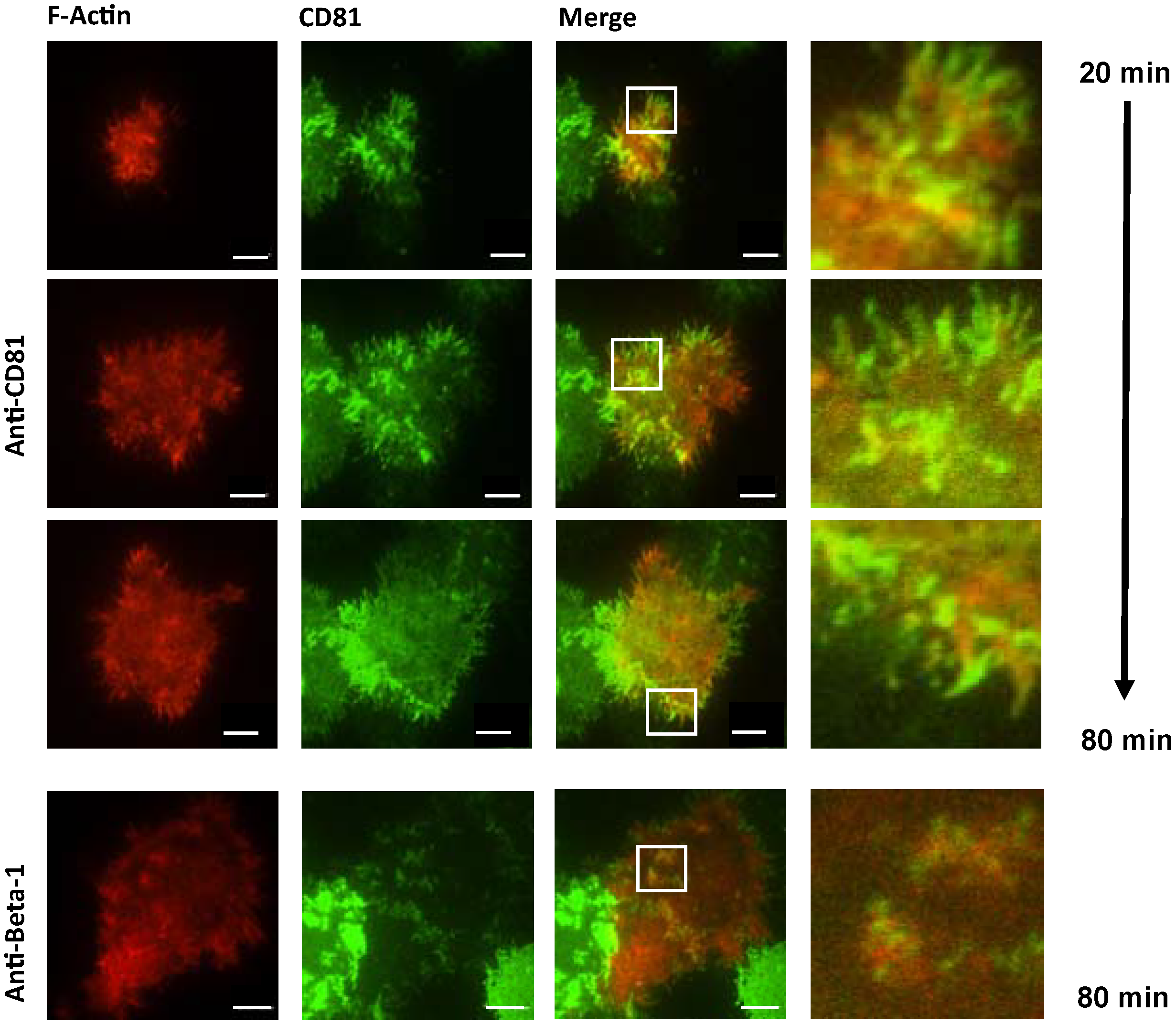 Viruses 06 01454 g001