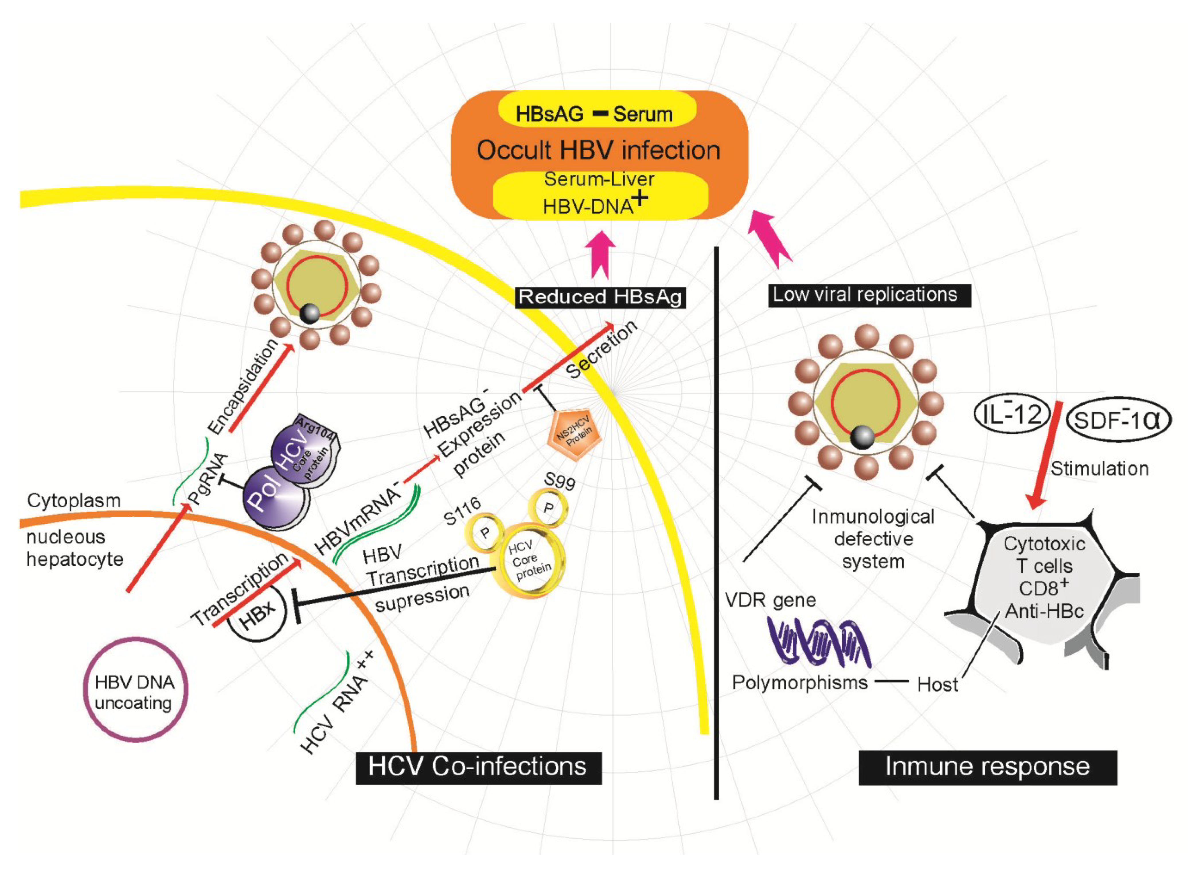 Viruses 06 01590 g002