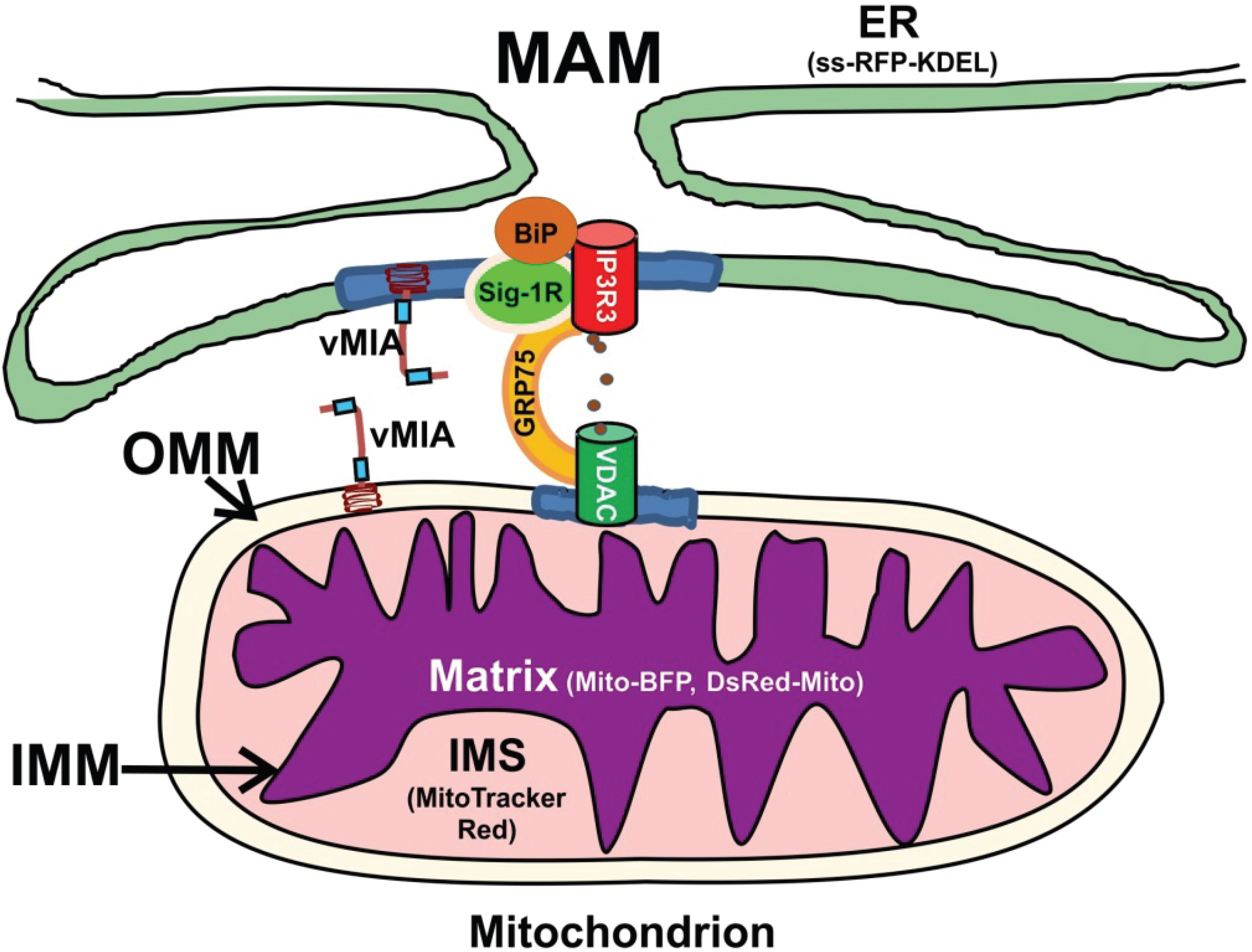 Viruses Free Full Text Superresolution Imaging Of Human Cytomegalovirus Vmia Localization In Sub Mitochondrial Compartments Html Viruses Free Full Text Superresolution Imaging Of Human Cytomegalovirus Vmia Localization In Sub Mitochondrial Compartments Html