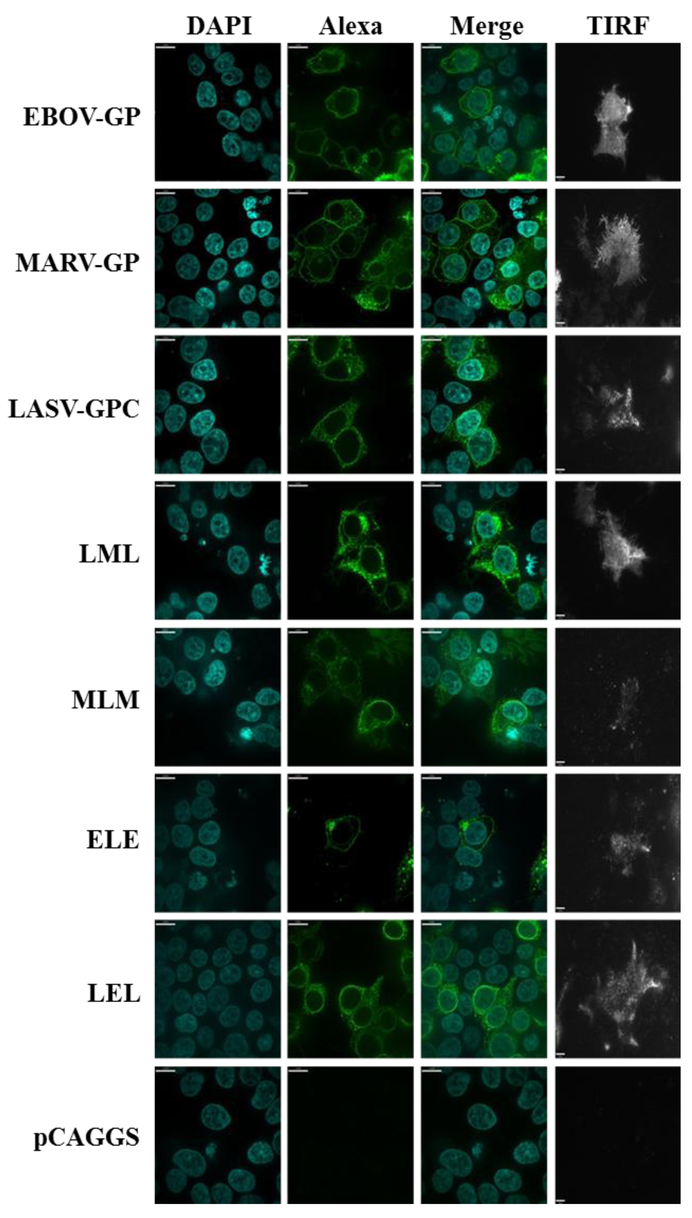 Viruses 06 01654 g004