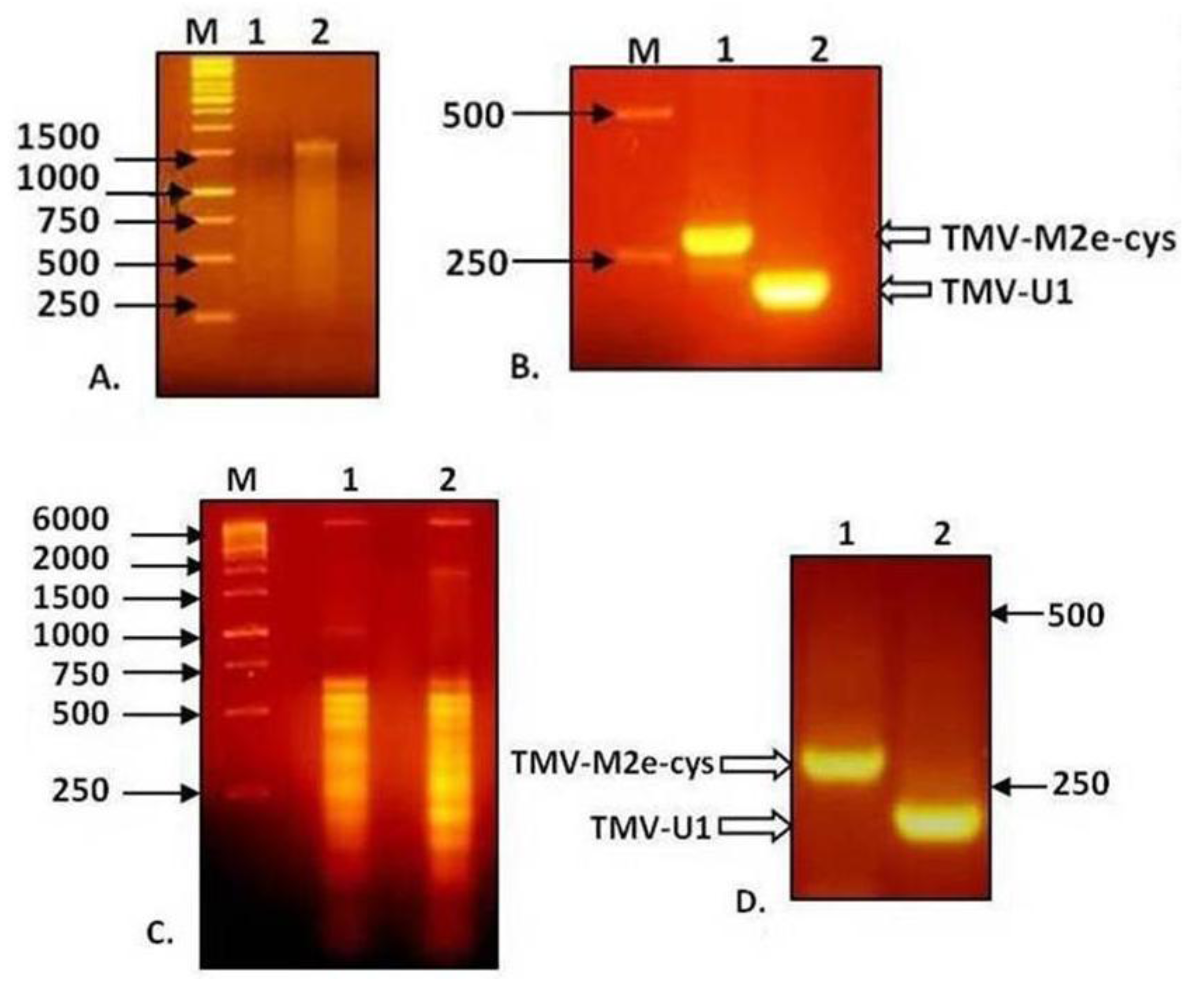 Viruses 06 01789 g004