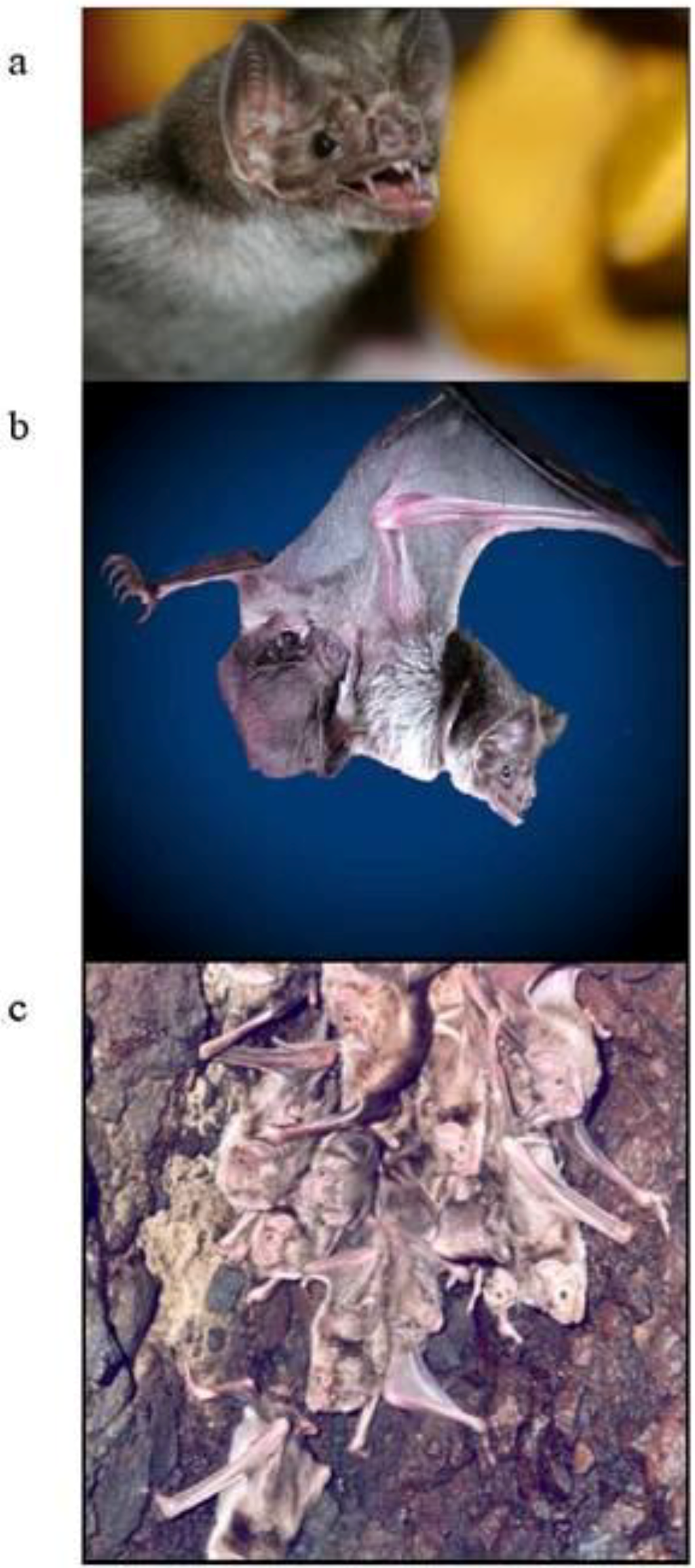 Viruses Free Full Text Vampire Bat Rabies Ecology Epidemiology And Control 