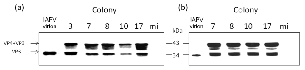 Viruses 06 02012 g004 1024