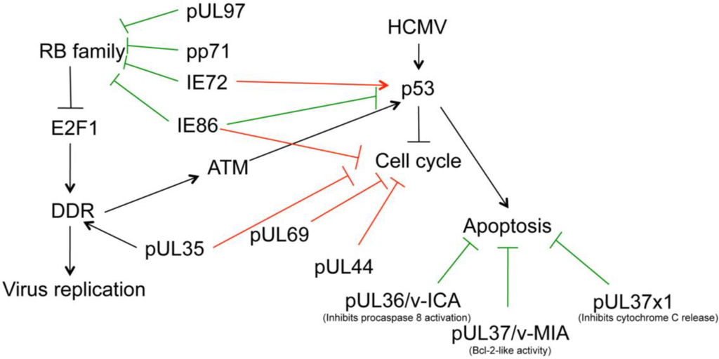 Viruses 06 02155 g002 1024
