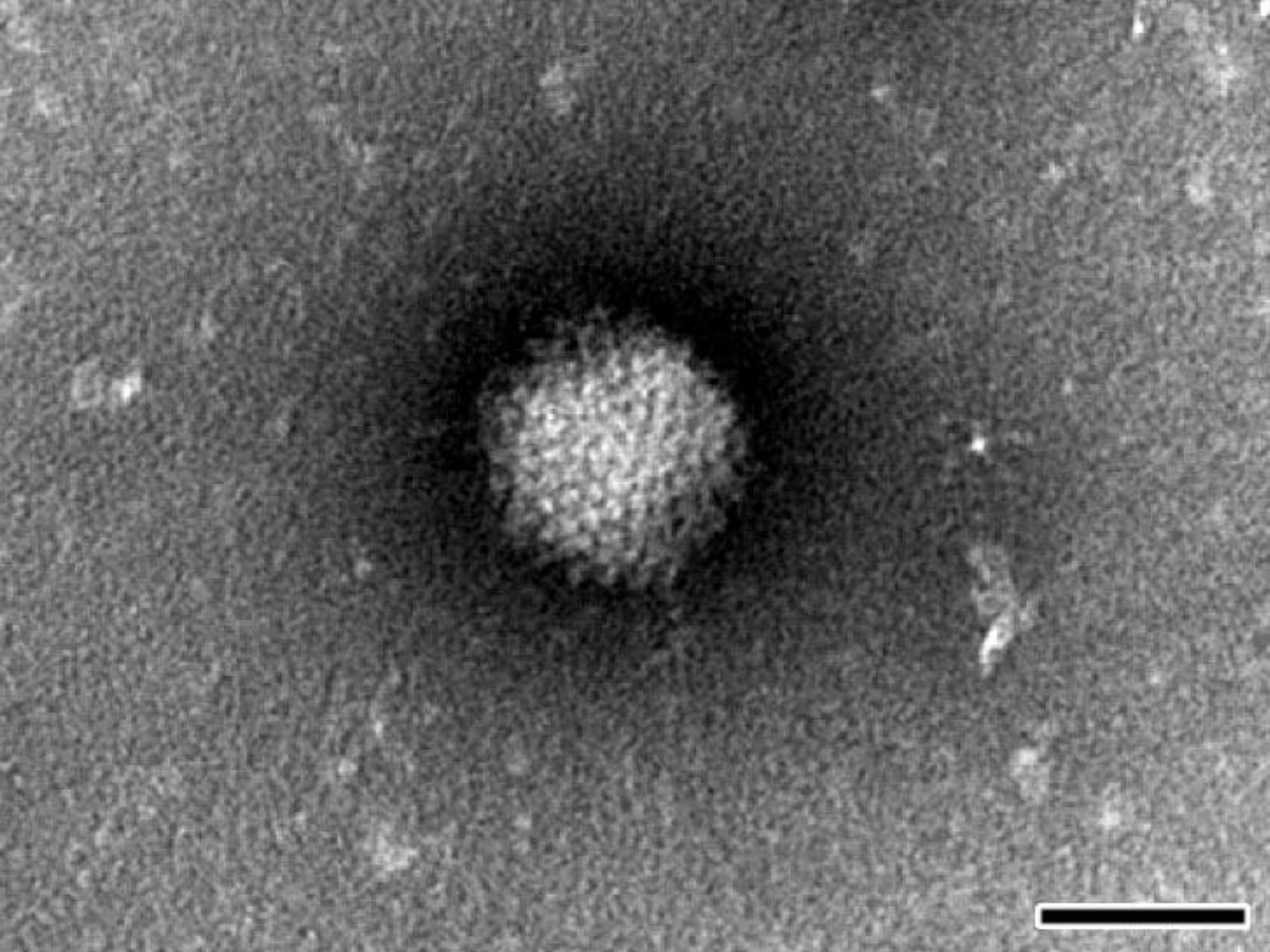 Viruses 06 02505 g002 1024